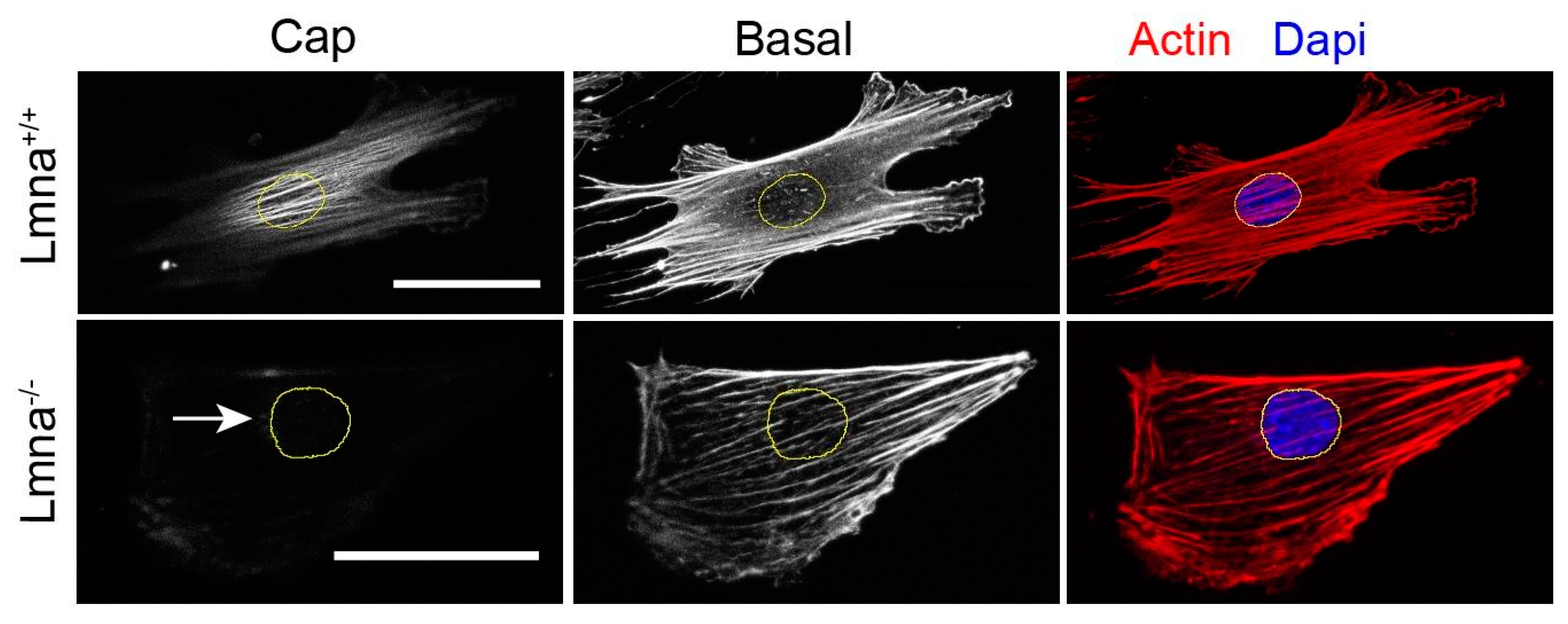 Cells 09 01884 g003 Cells 09 01884 g003