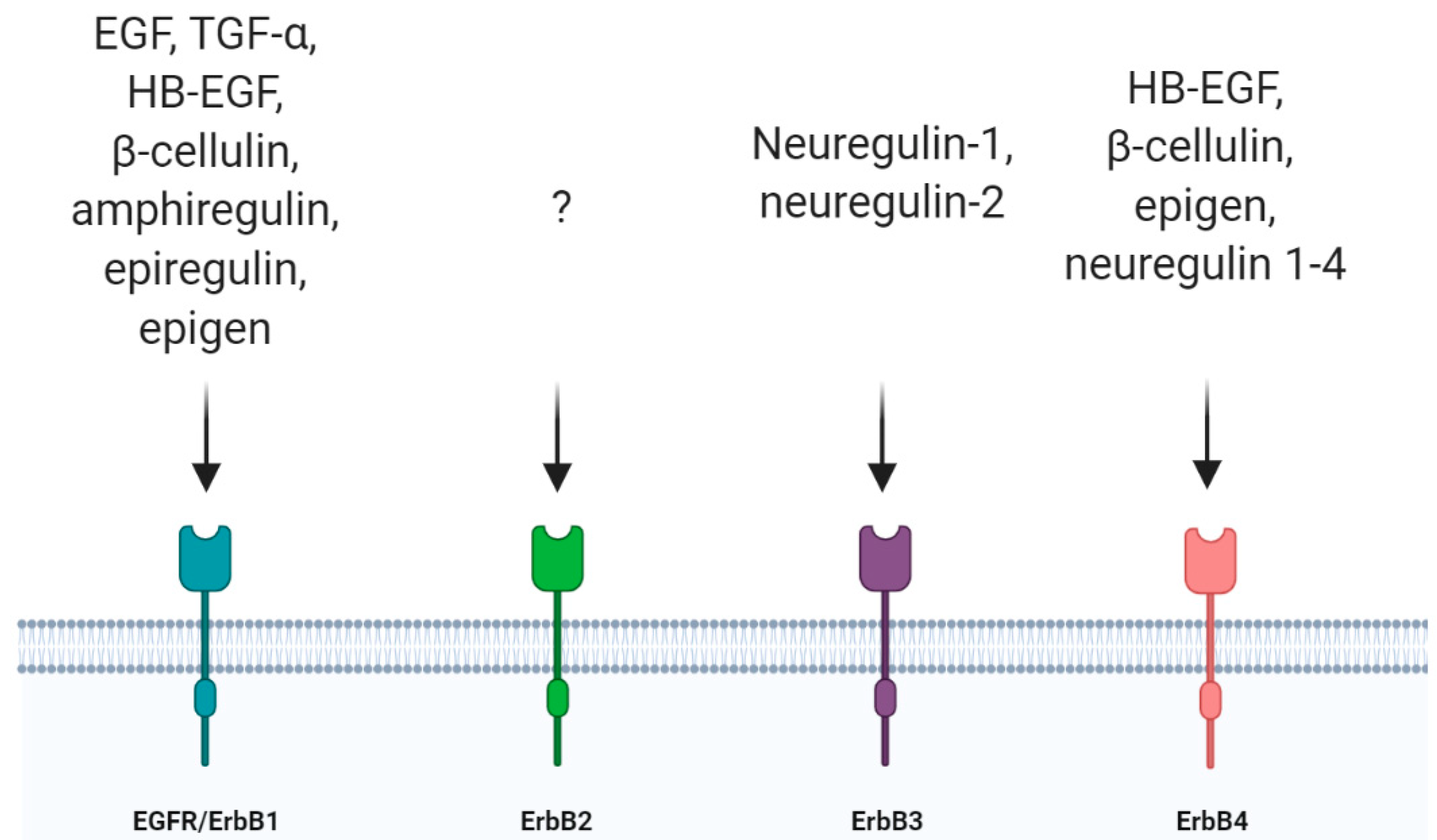 Cells 09 01887 g001 Cells 09 01887 g001