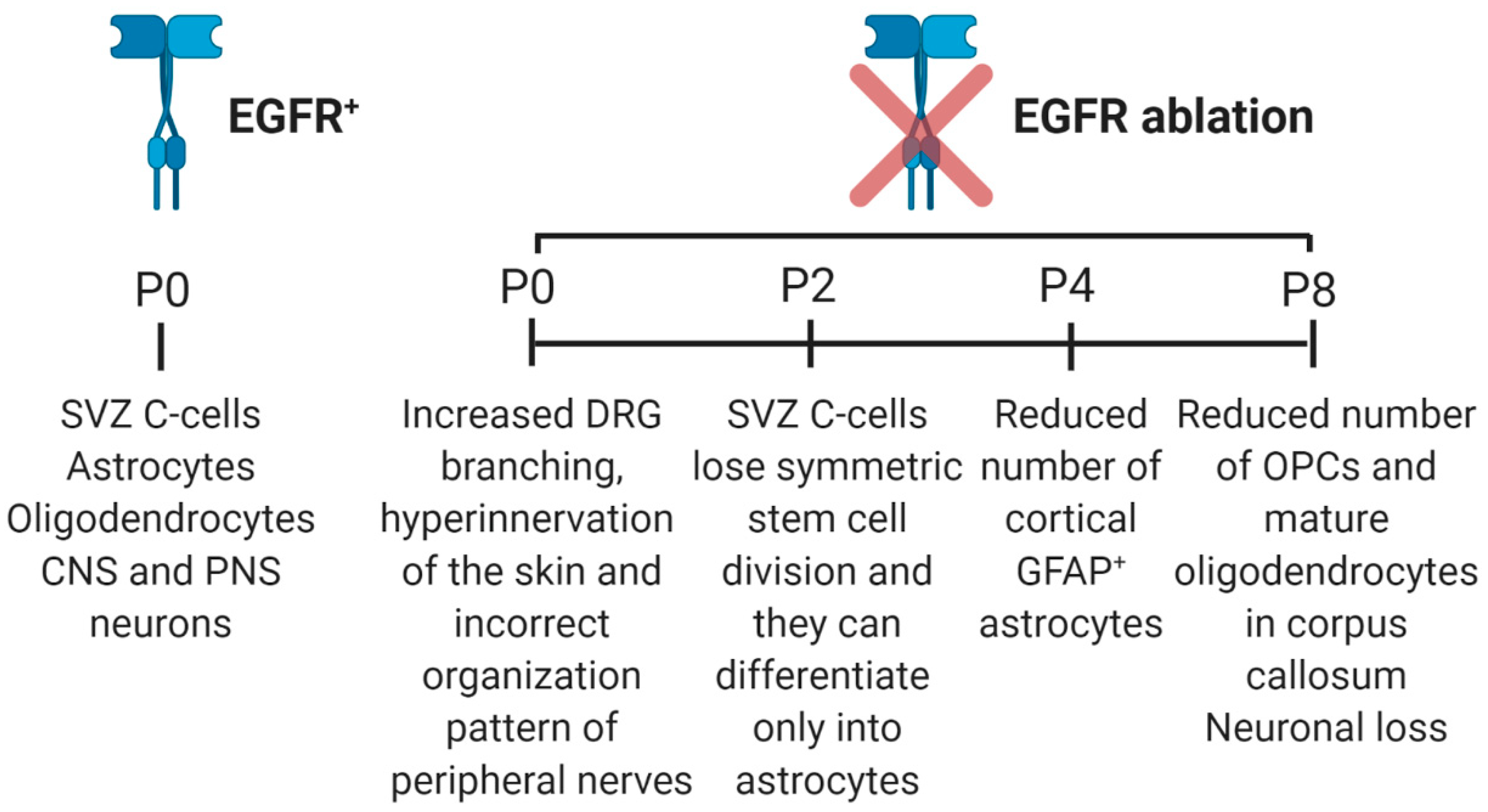 Cells 09 01887 g003 Cells 09 01887 g003