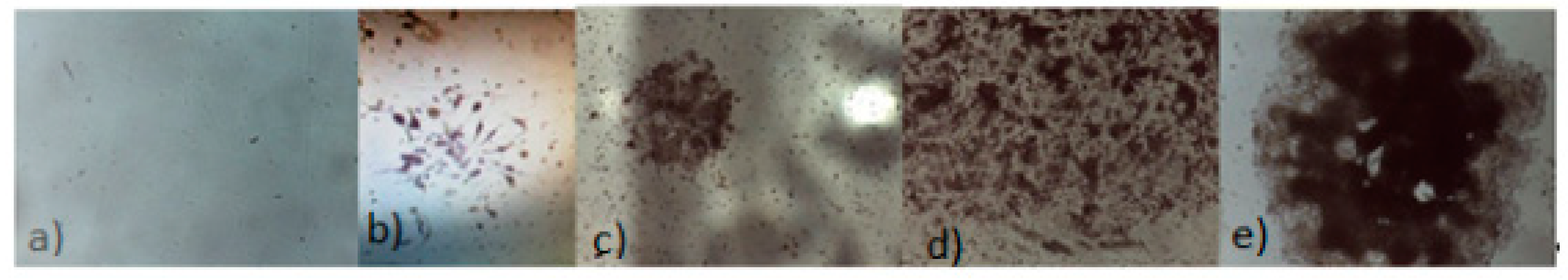 Cells 09 01890 g007 Cells 09 01890 g007