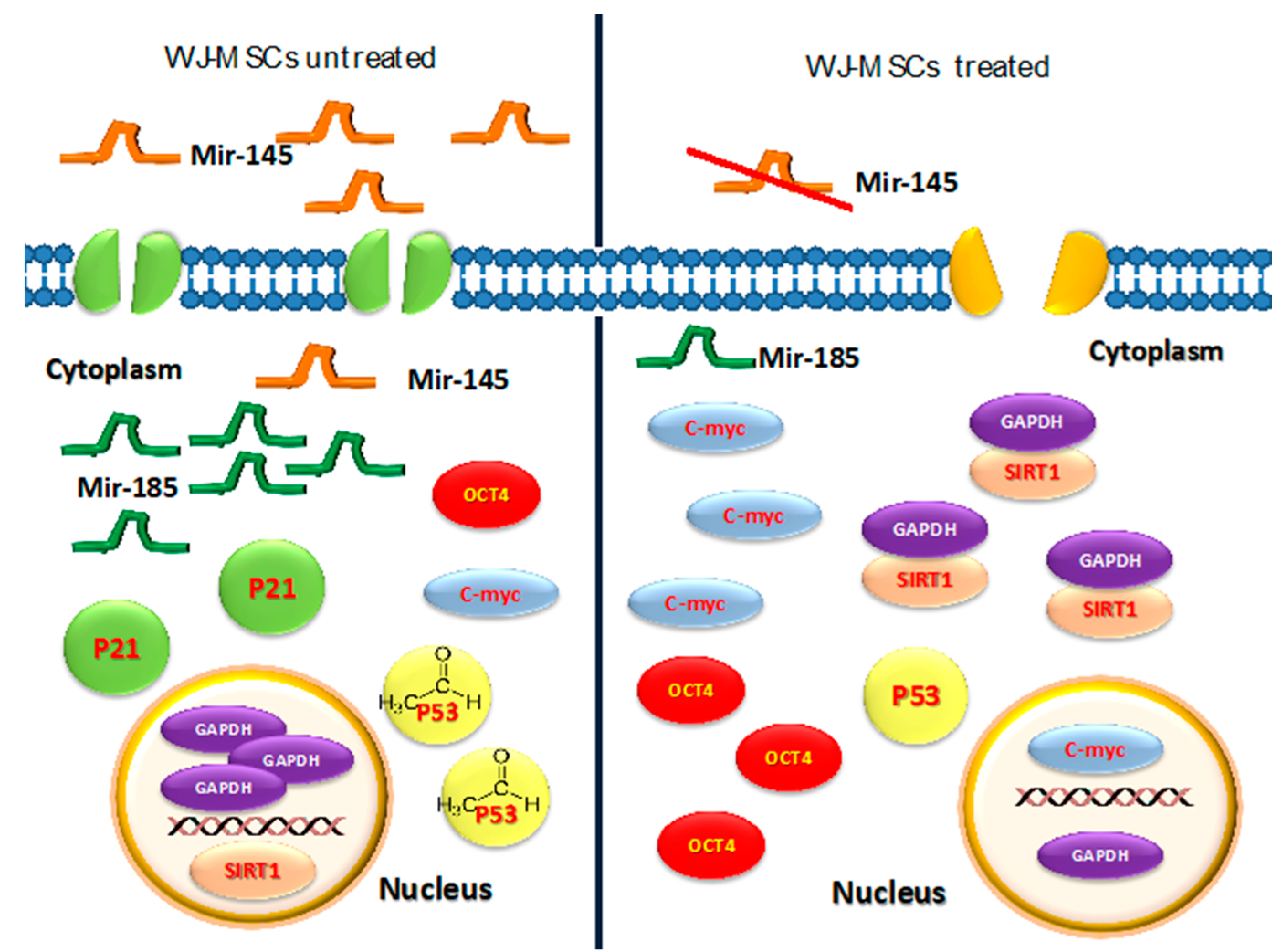 Cells 09 01890 g008 Cells 09 01890 g008