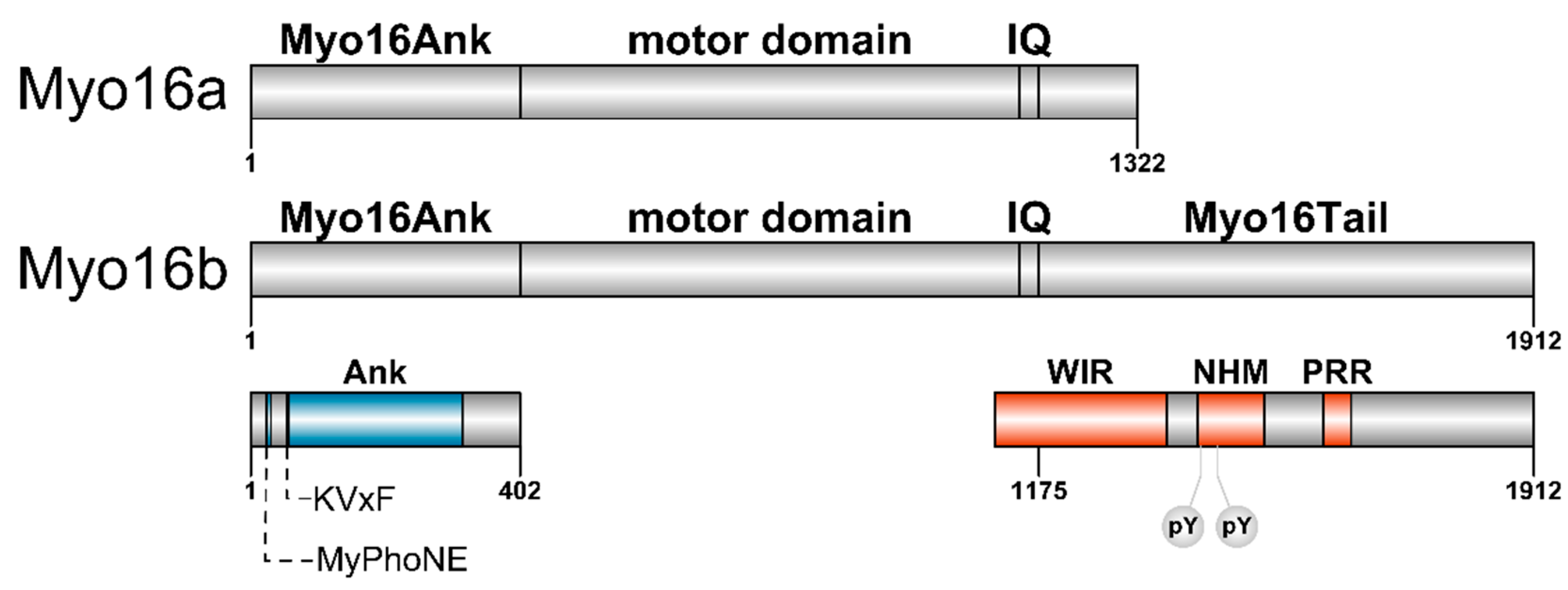 Cells 09 01903 g001 Cells 09 01903 g001