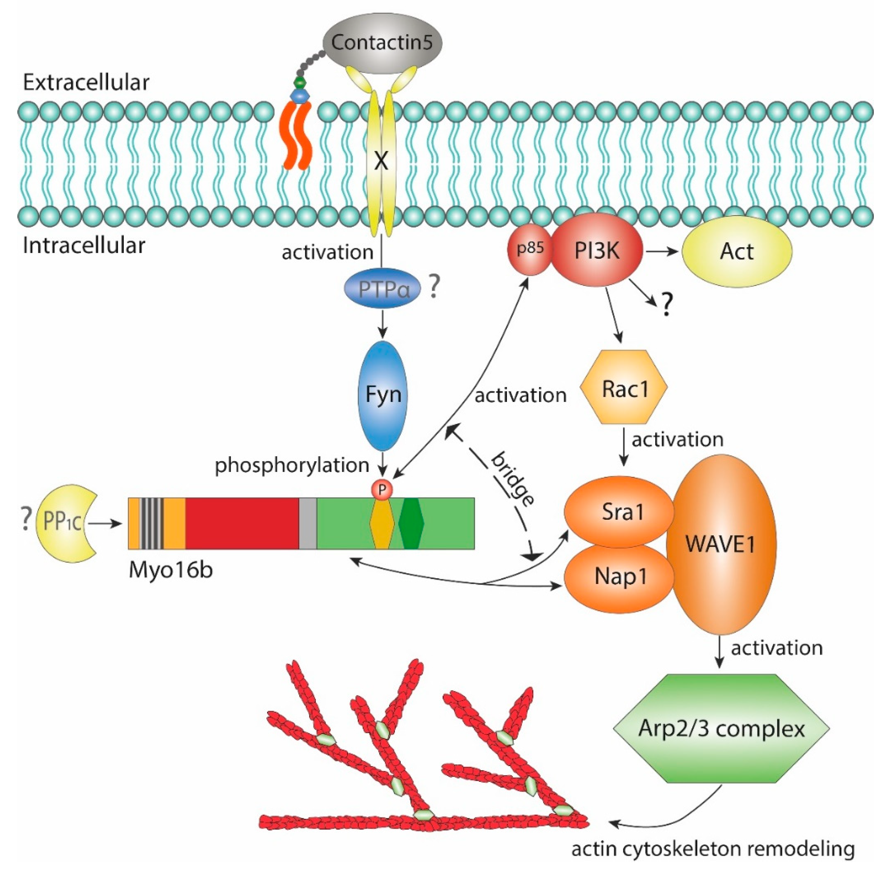 Cells 09 01903 g002 Cells 09 01903 g002