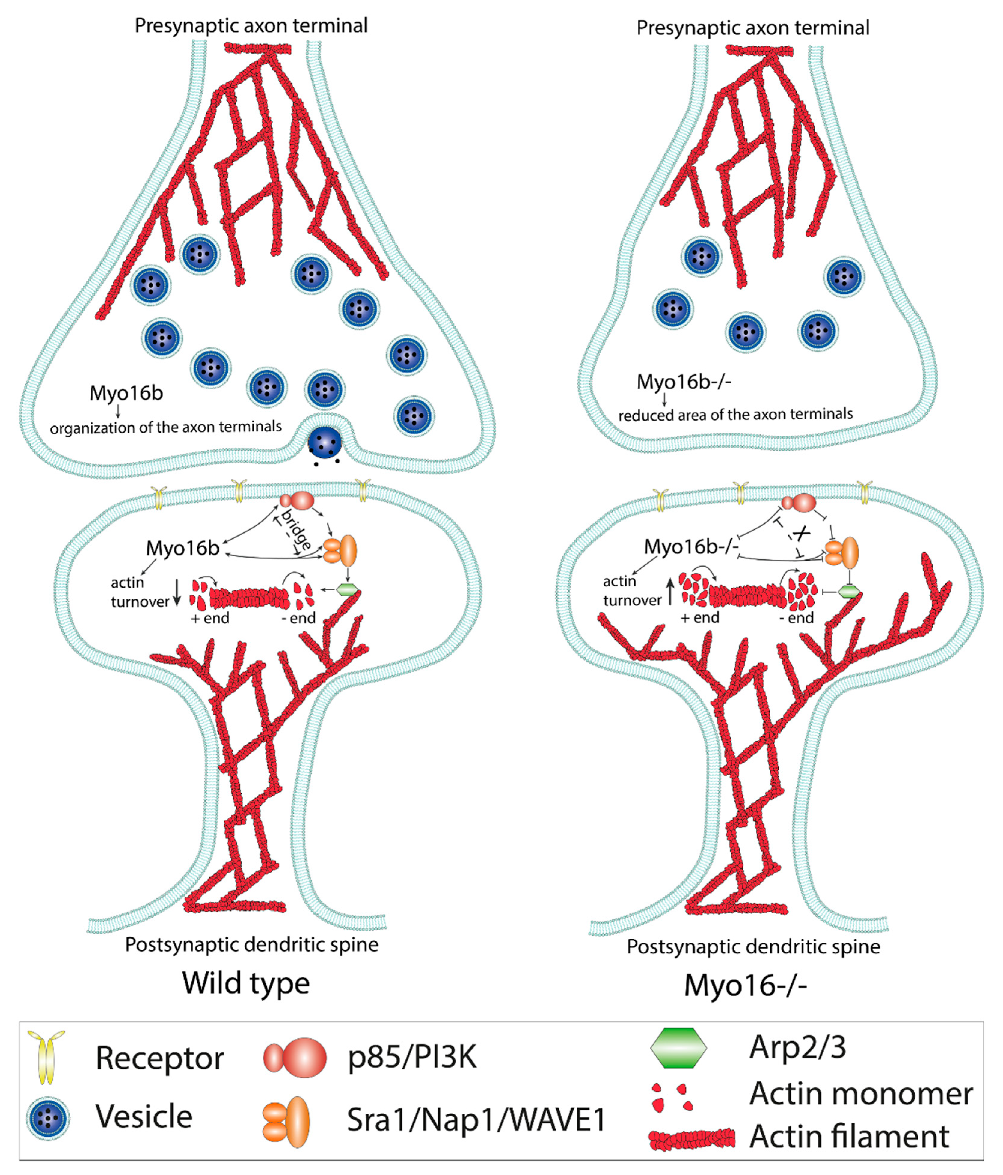 Cells 09 01903 g003 Cells 09 01903 g003