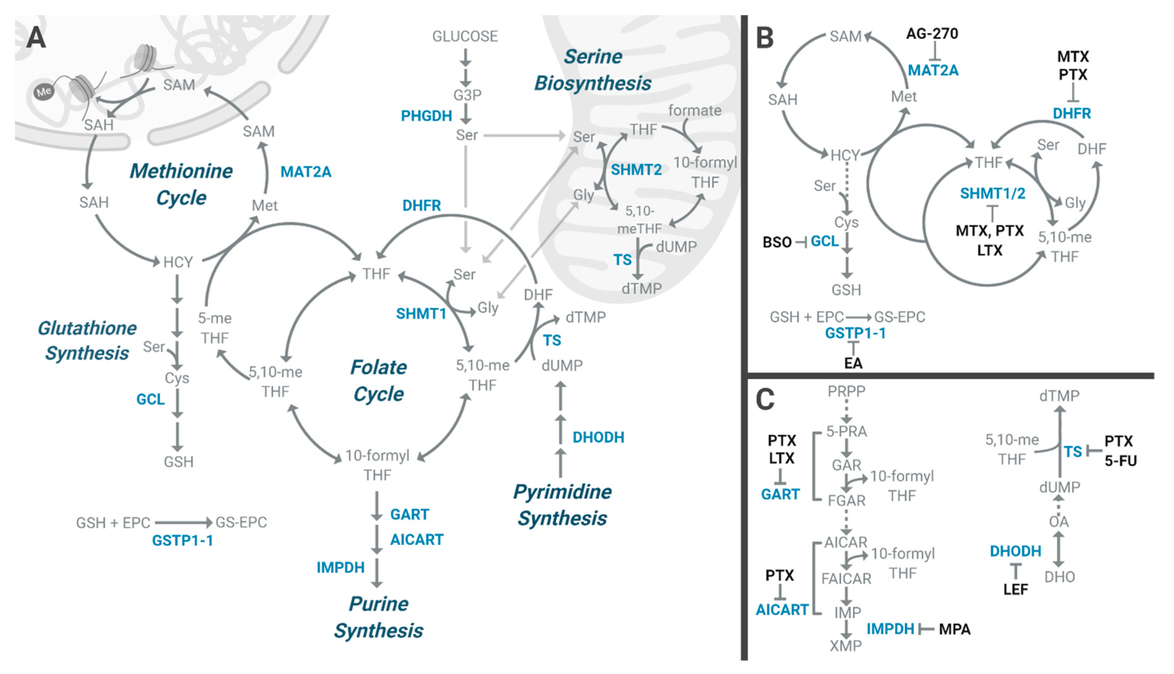 Cells 09 01904 g002