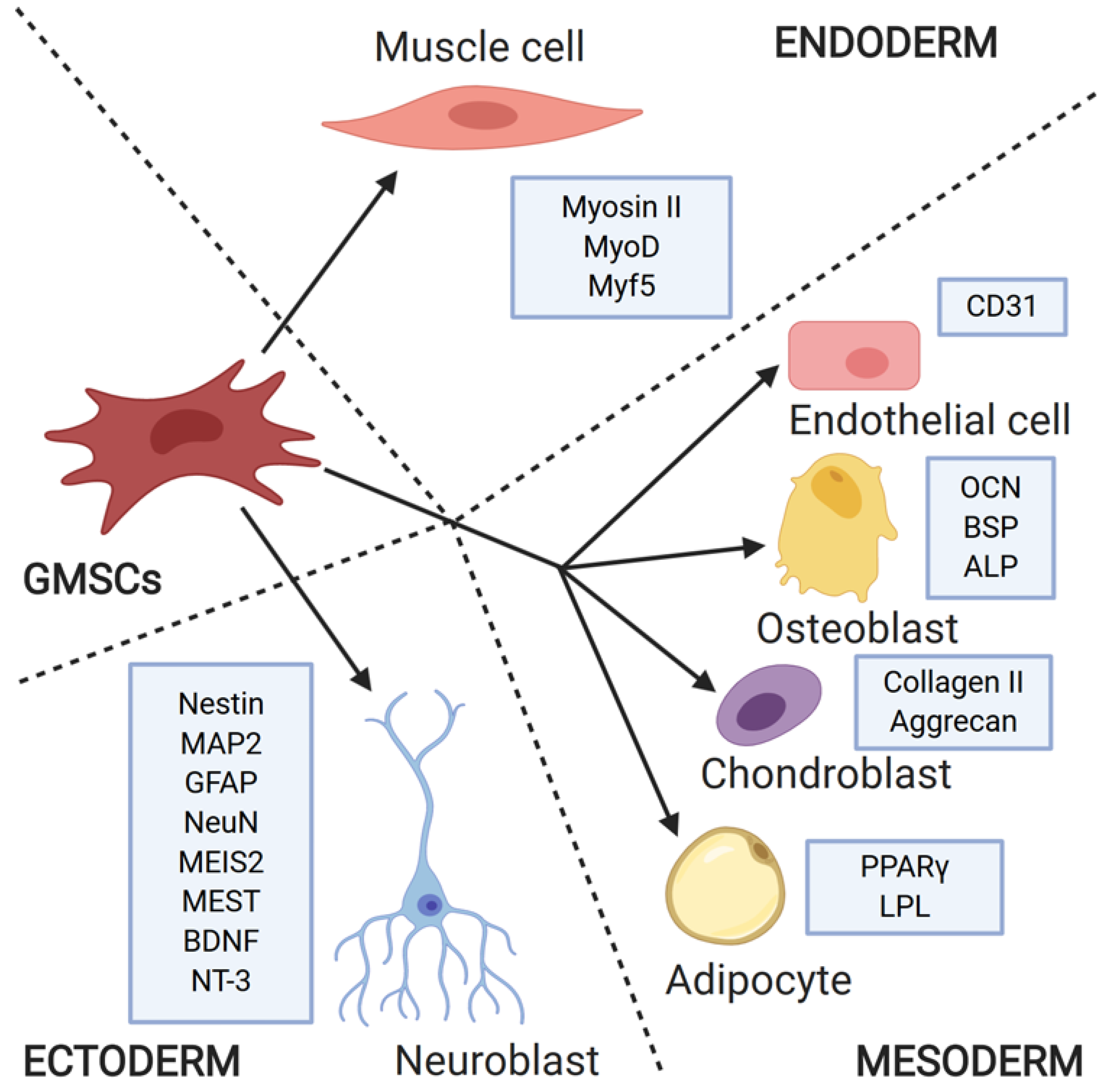 Cells 09 01916 g001