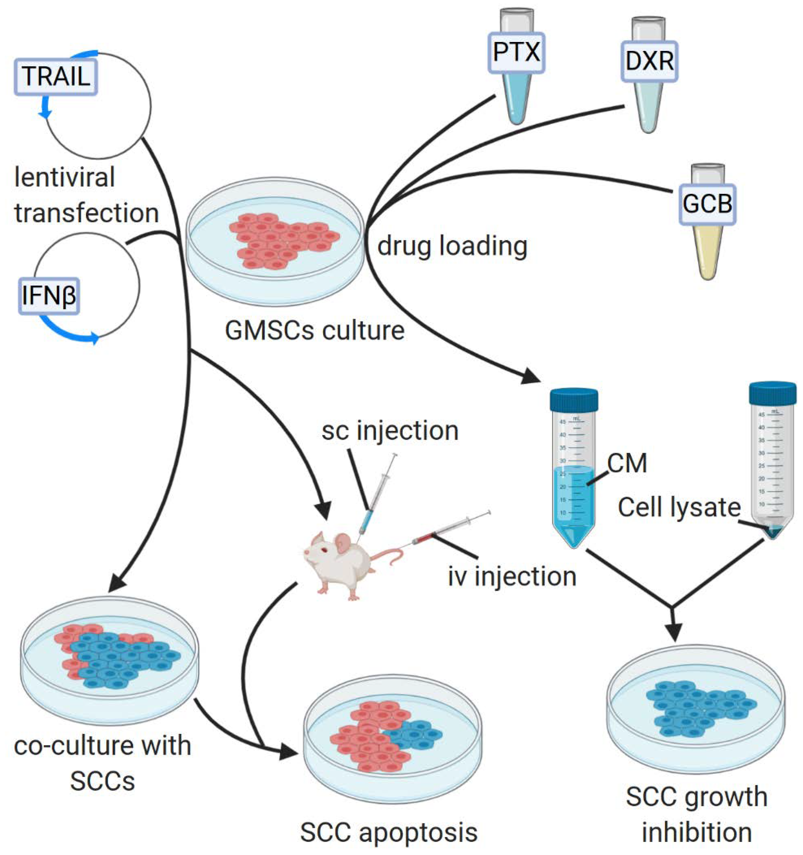 Cells 09 01916 g003