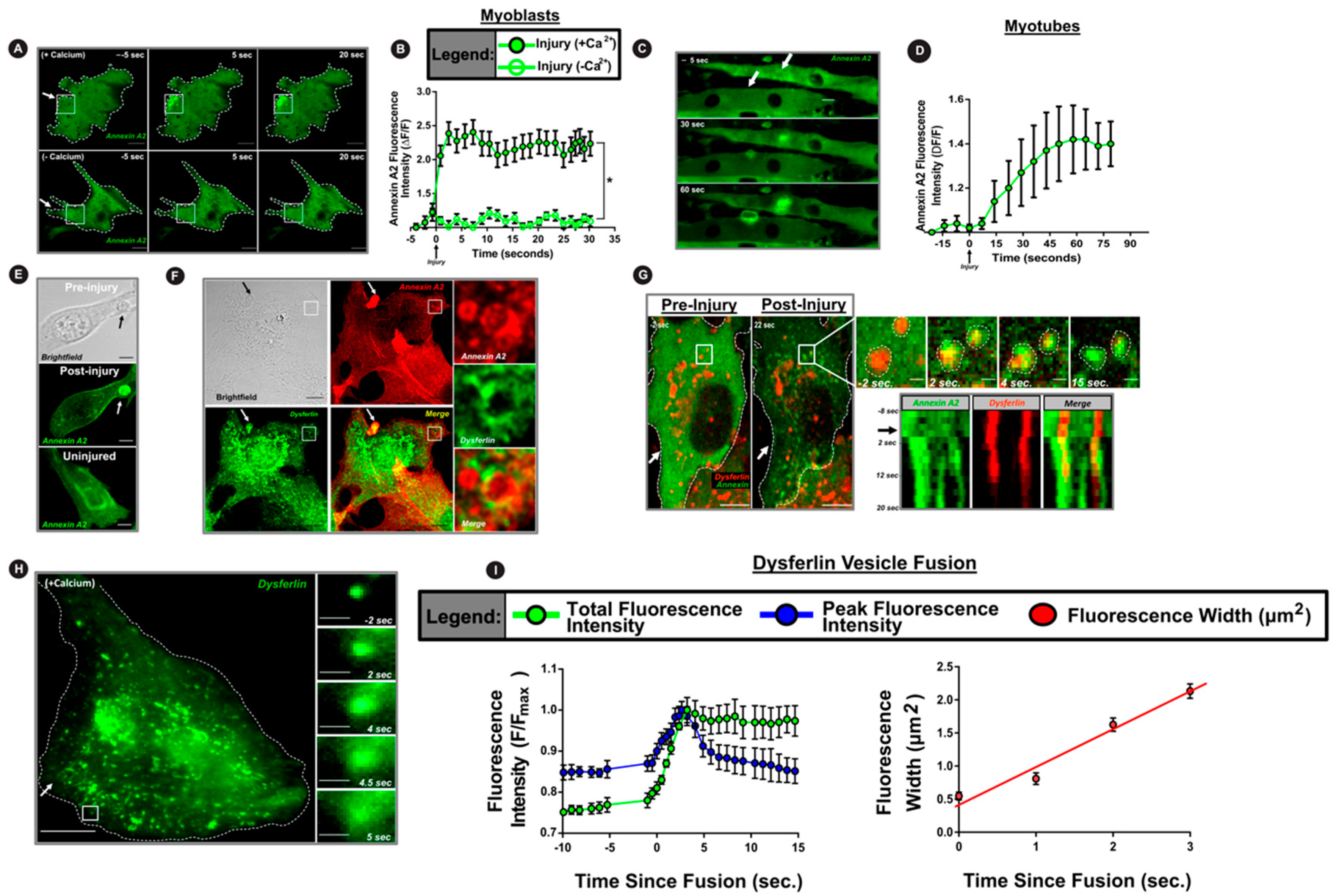 Cells 09 01919 g001