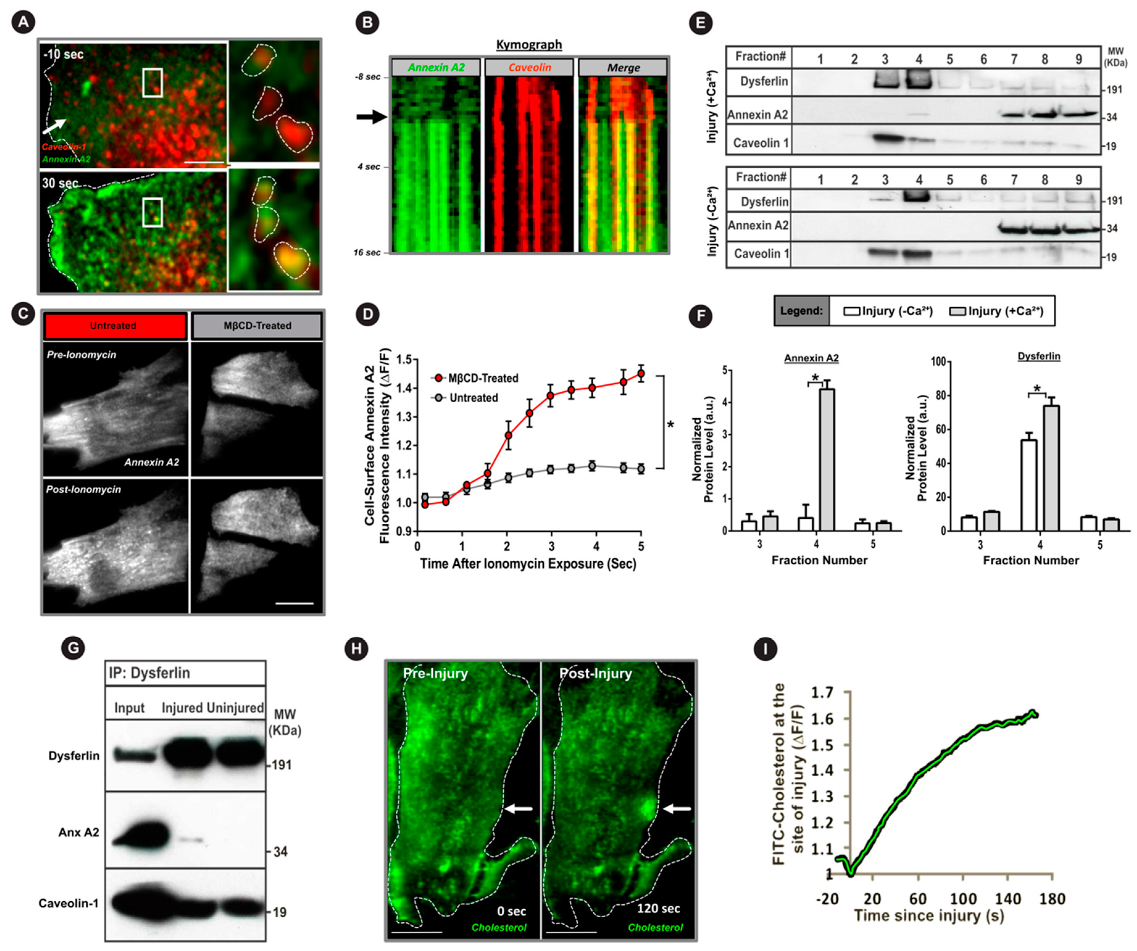 Cells 09 01919 g003
