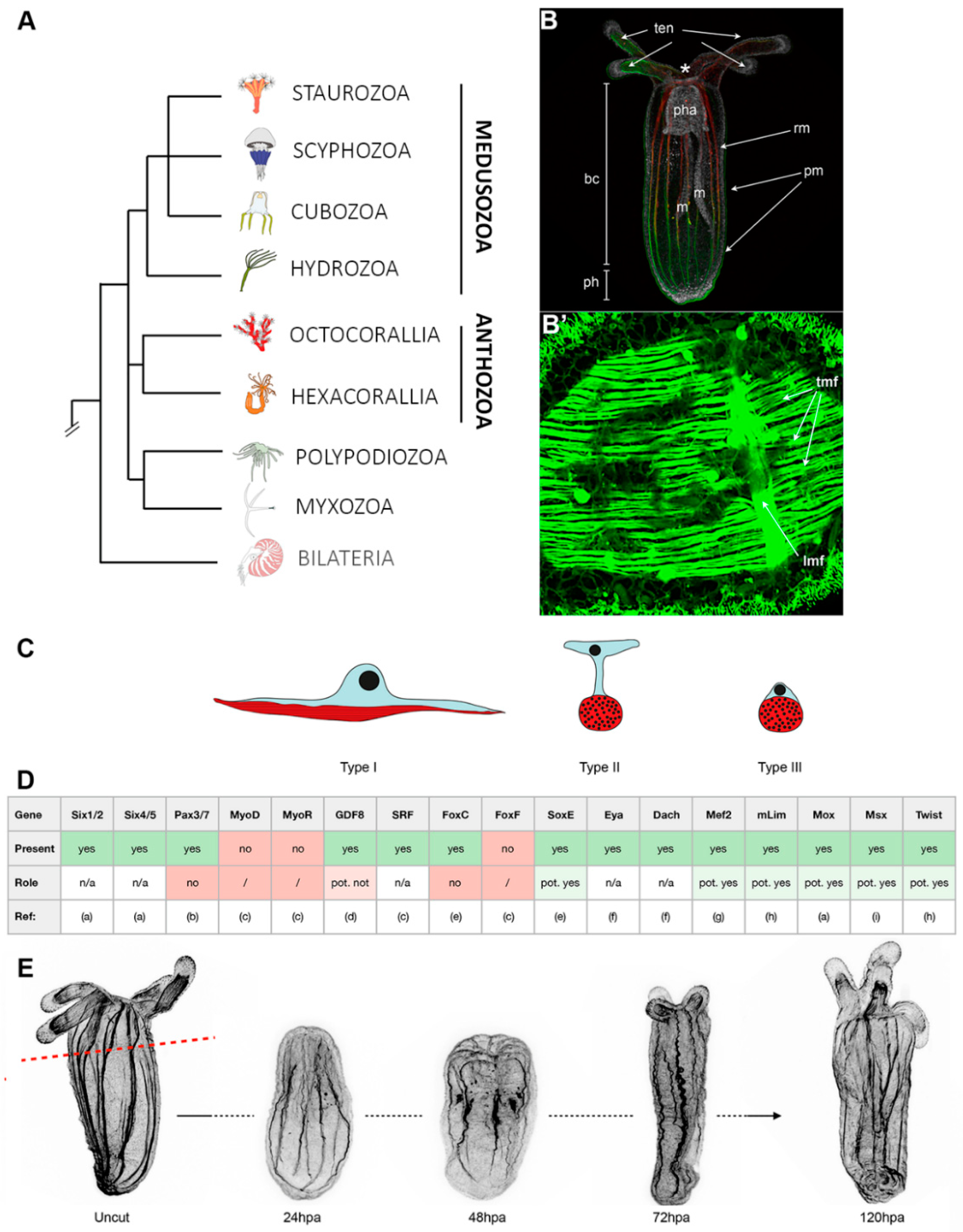 Cells 09 01925 g002