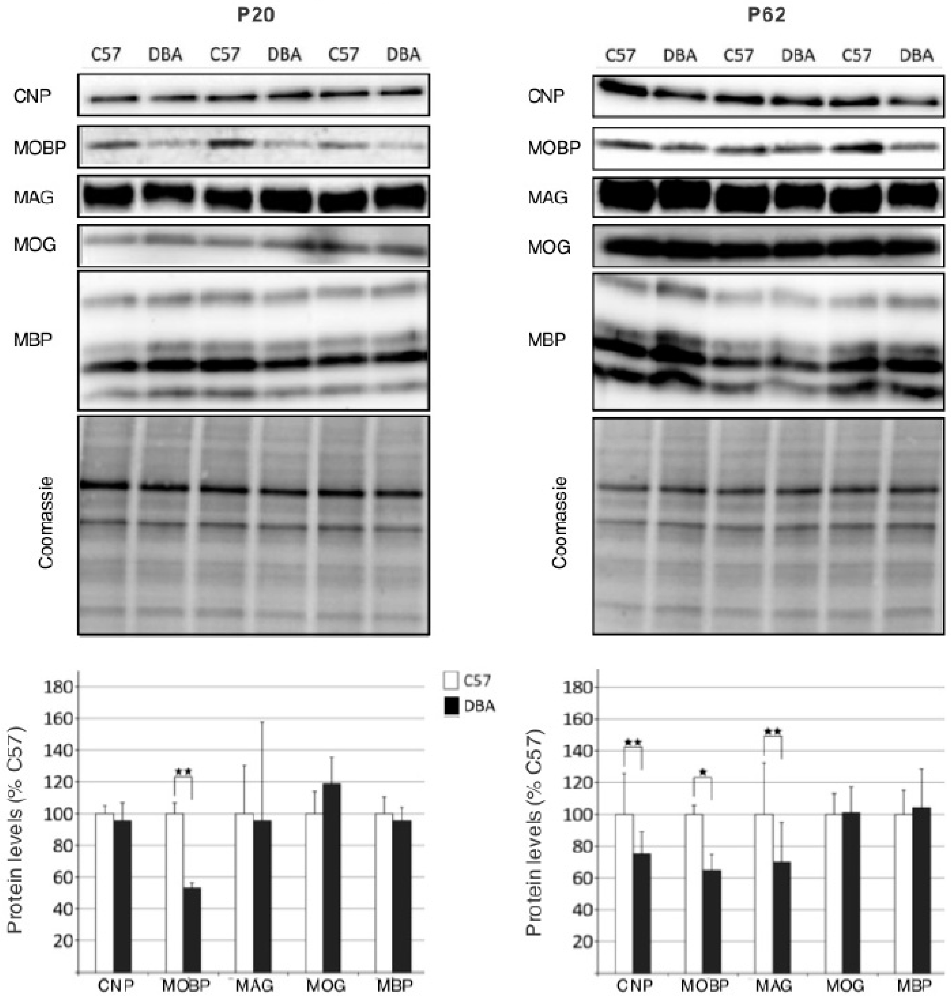 Cells 09 02119 g004 Cells 09 02119 g004