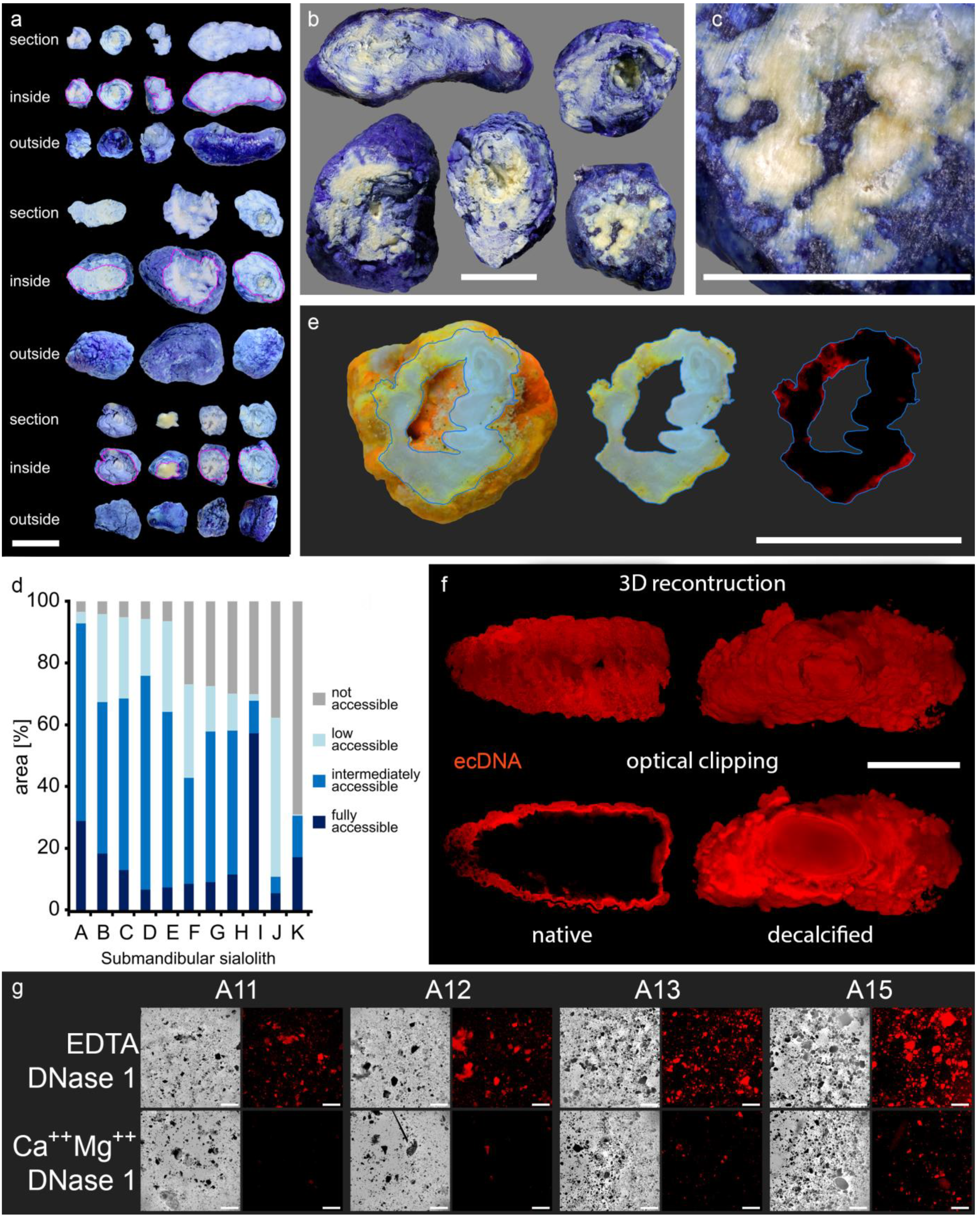 Cells 09 02139 g003 Cells 09 02139 g003