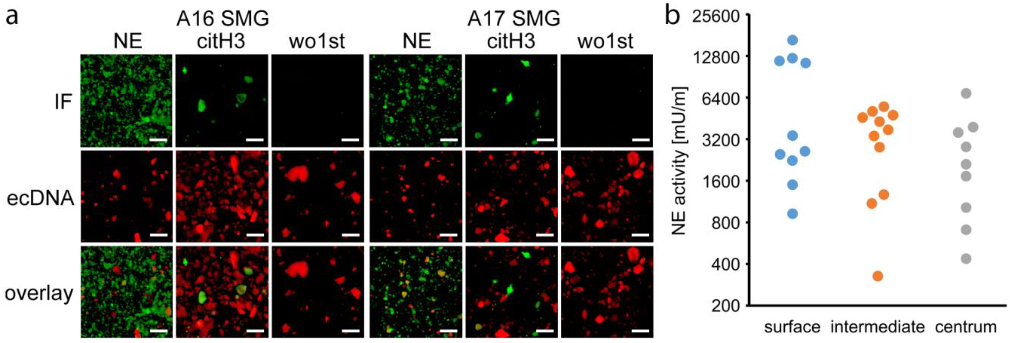 Cells 09 02139 g004 Cells 09 02139 g004