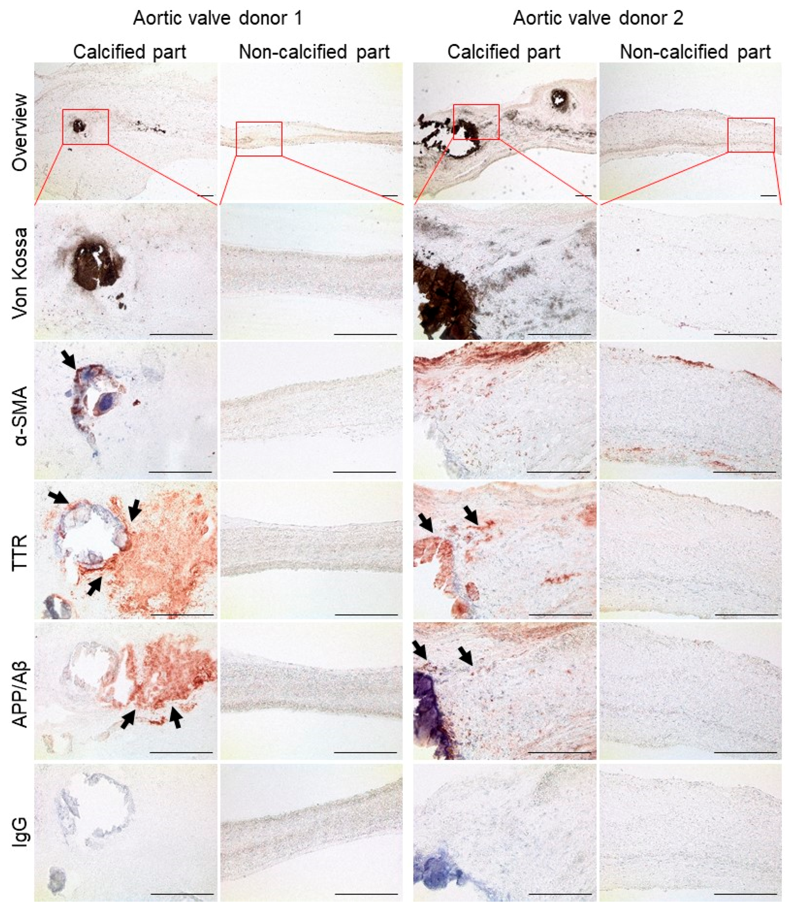 Cells 09 02164 g004 Cells 09 02164 g004