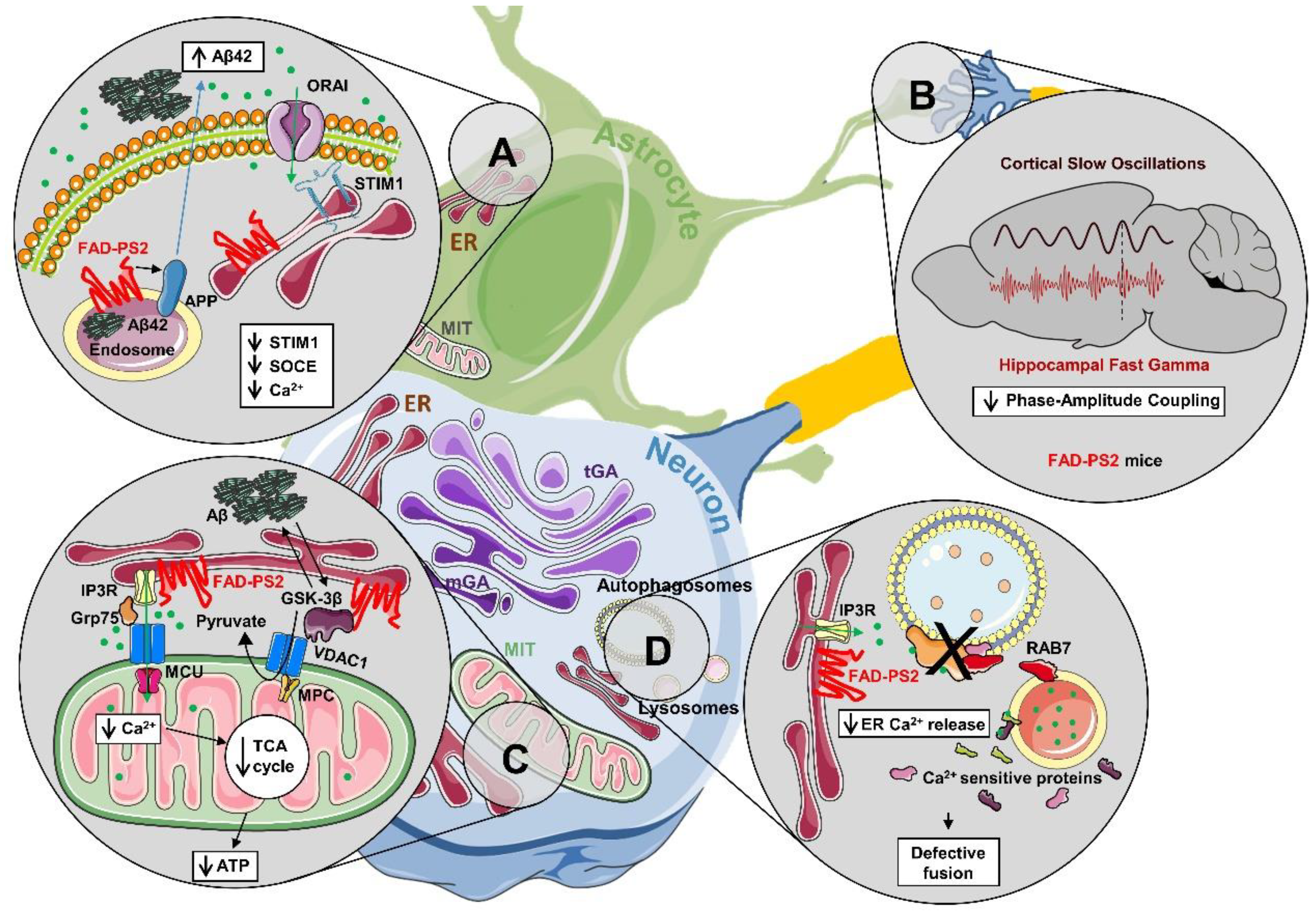 Cells 09 02166 g002 Cells 09 02166 g002