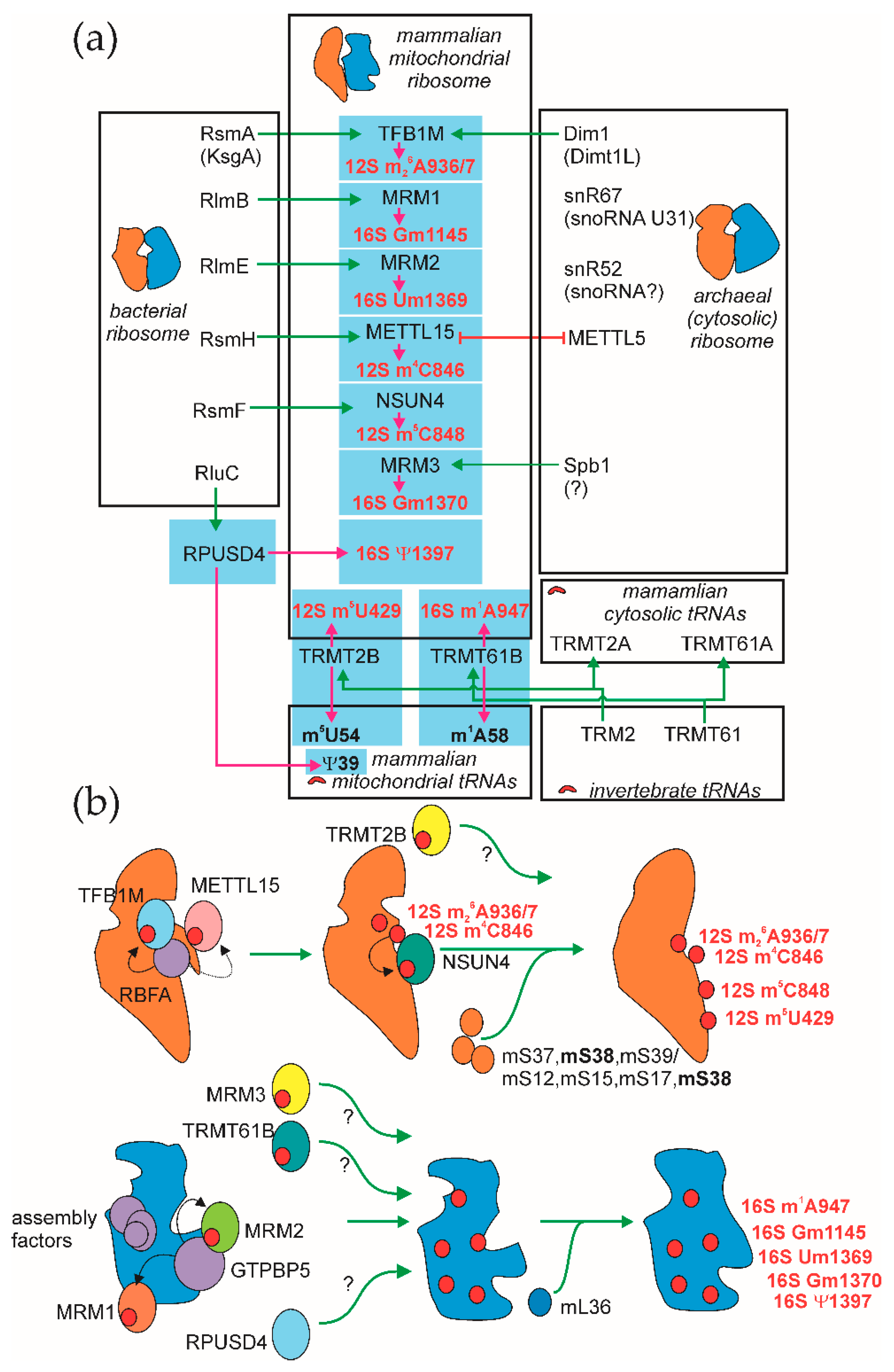 Cells 09 02181 g004 Cells 09 02181 g004