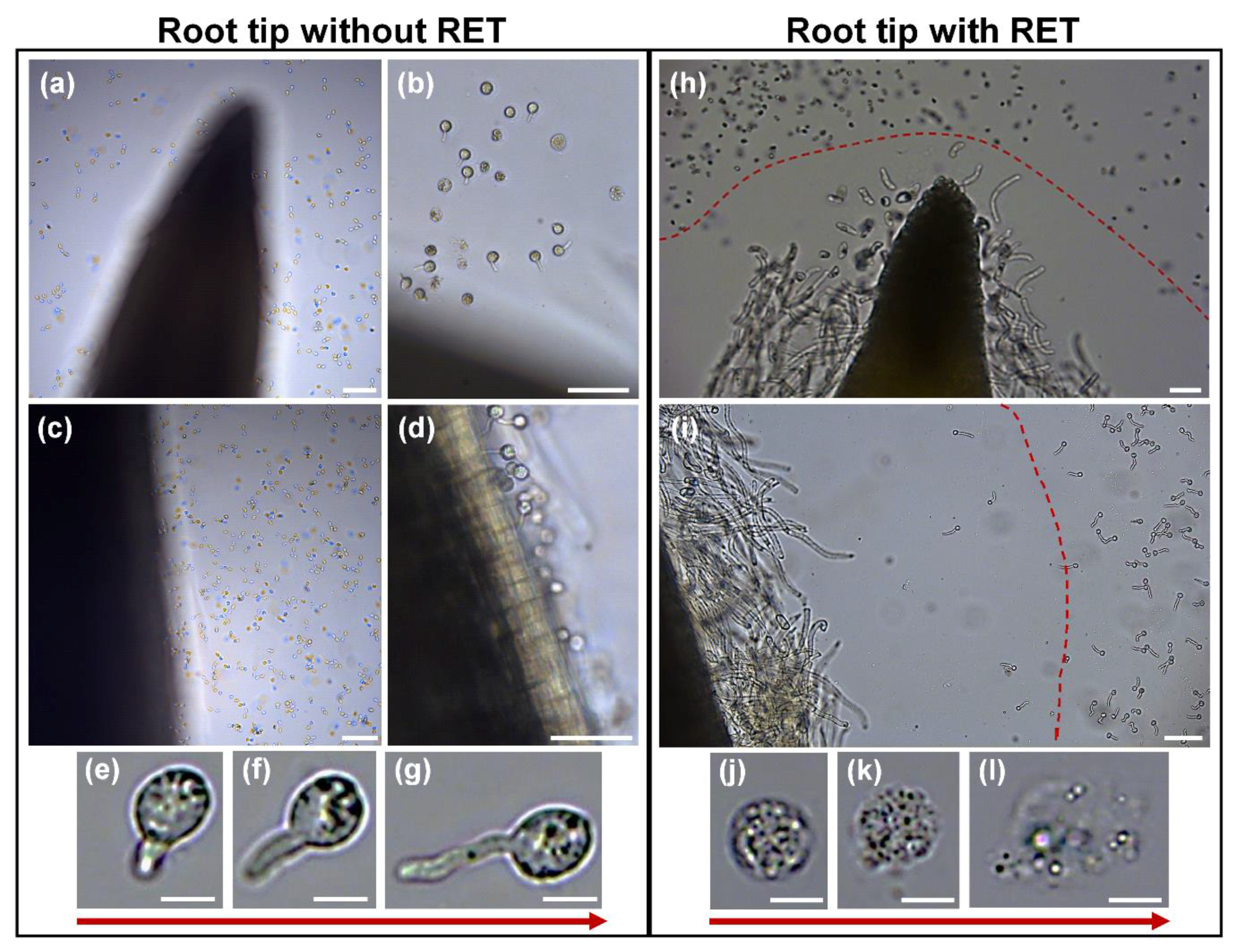 Cells 09 02215 g010