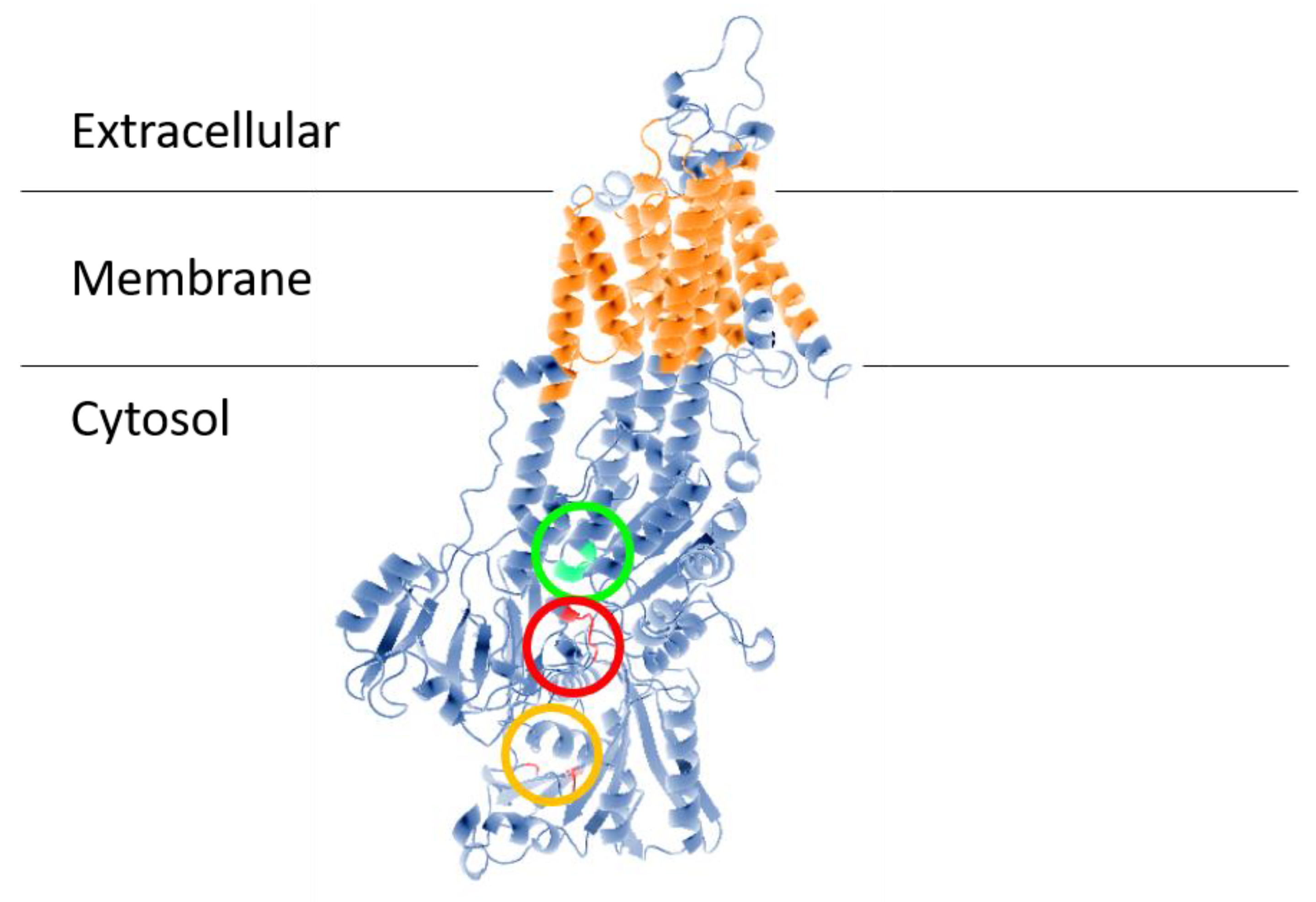 Cells 09 02225 g001 Cells 09 02225 g001