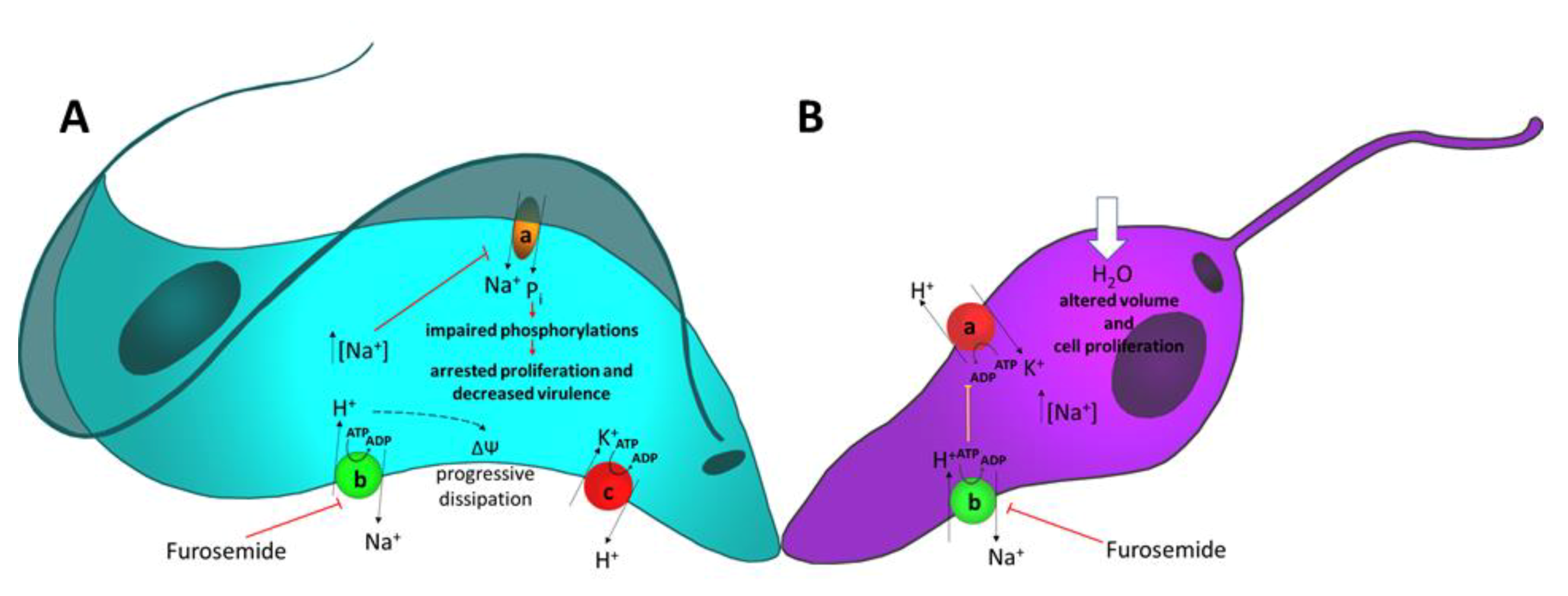 Cells 09 02225 g003 Cells 09 02225 g003