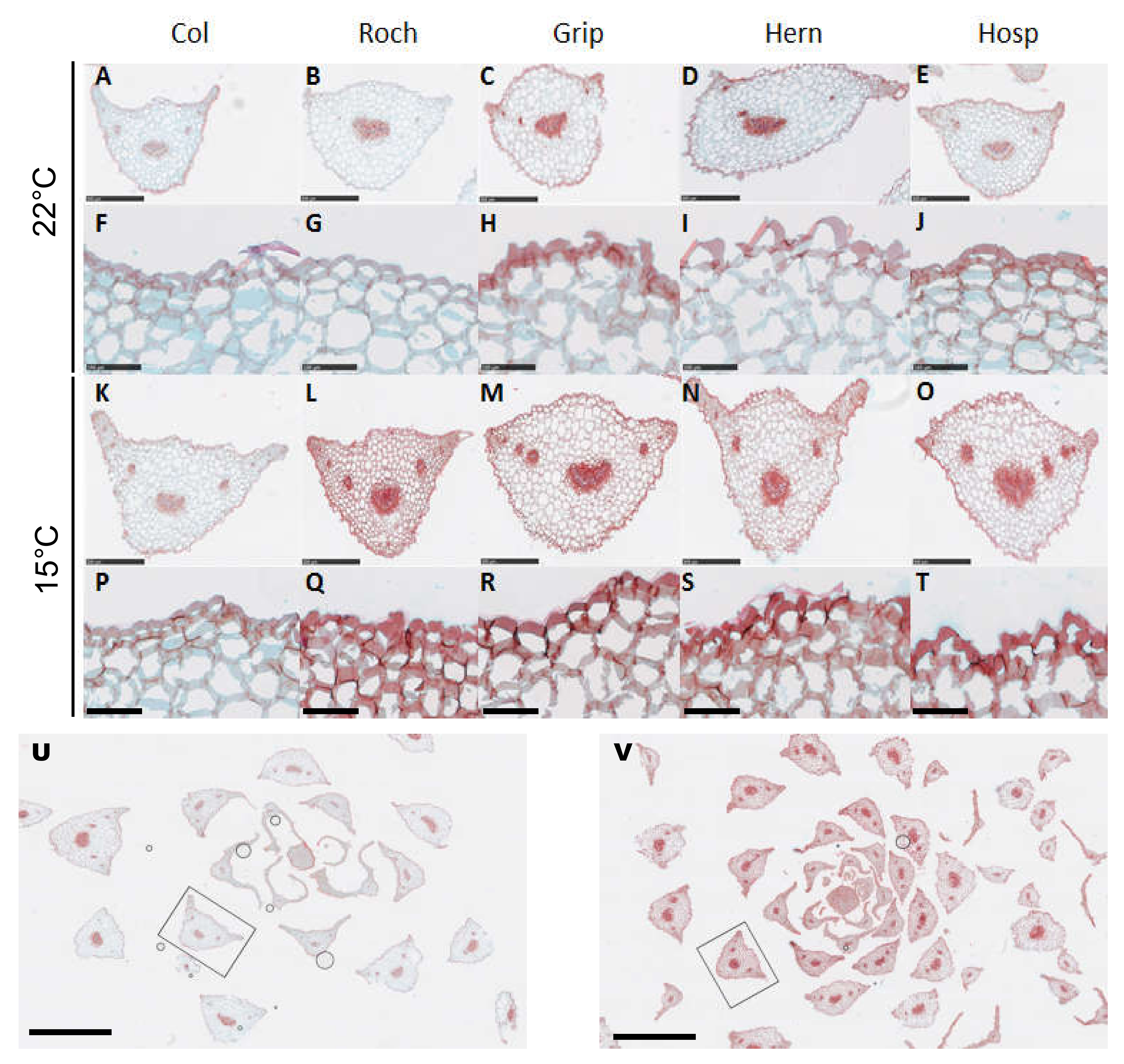 Cells 09 02249 g002 Cells 09 02249 g002