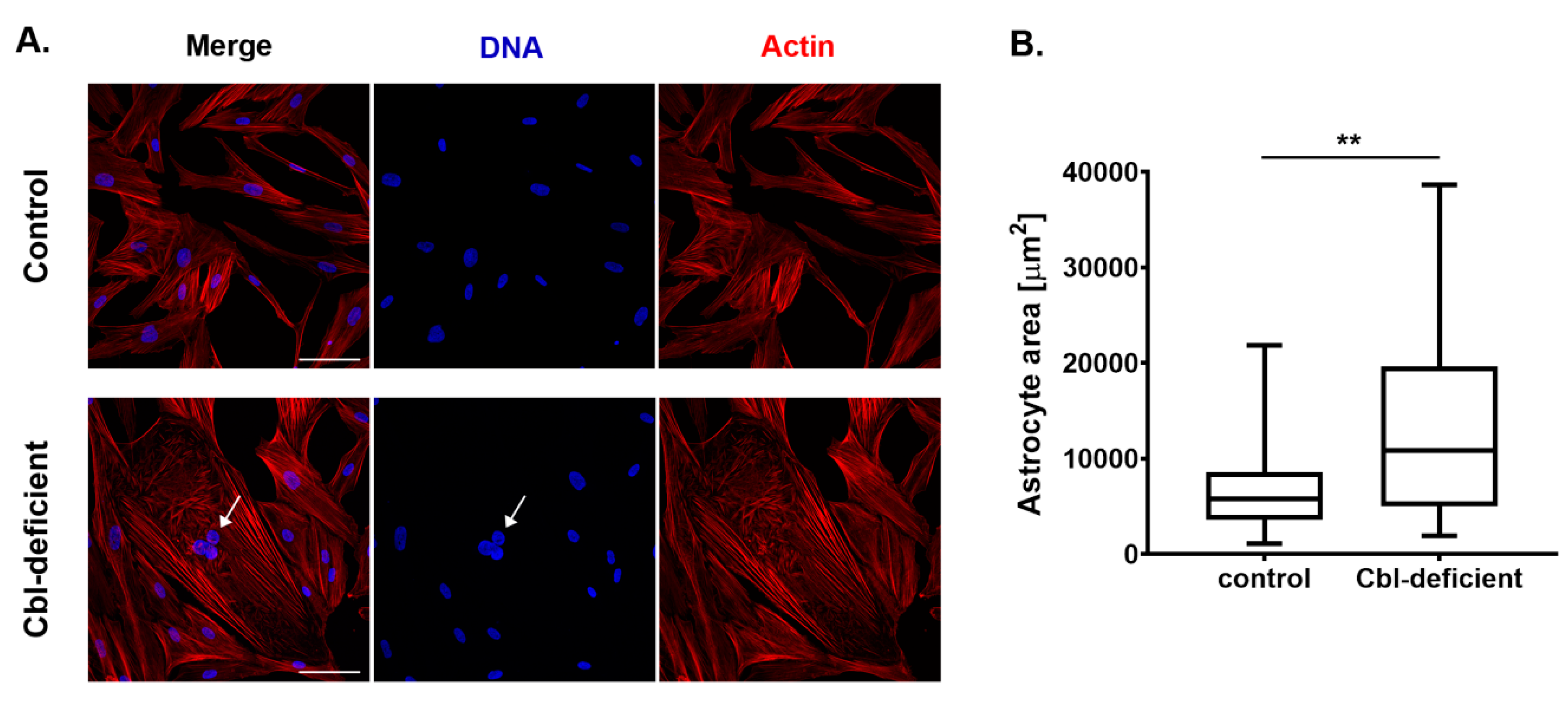 Cells 09 02261 g003 Cells 09 02261 g003