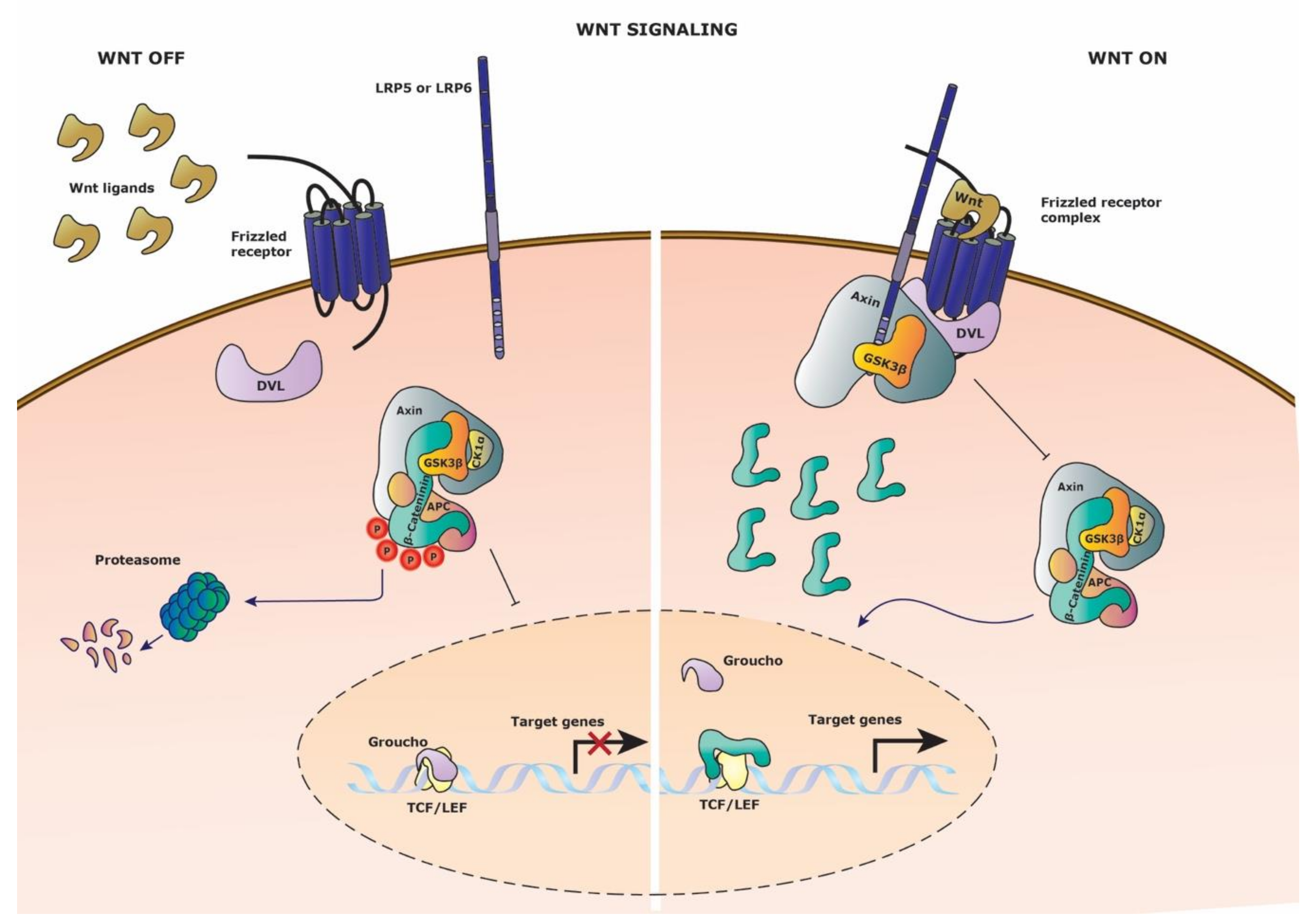 Cells 09 02264 g001 Cells 09 02264 g001