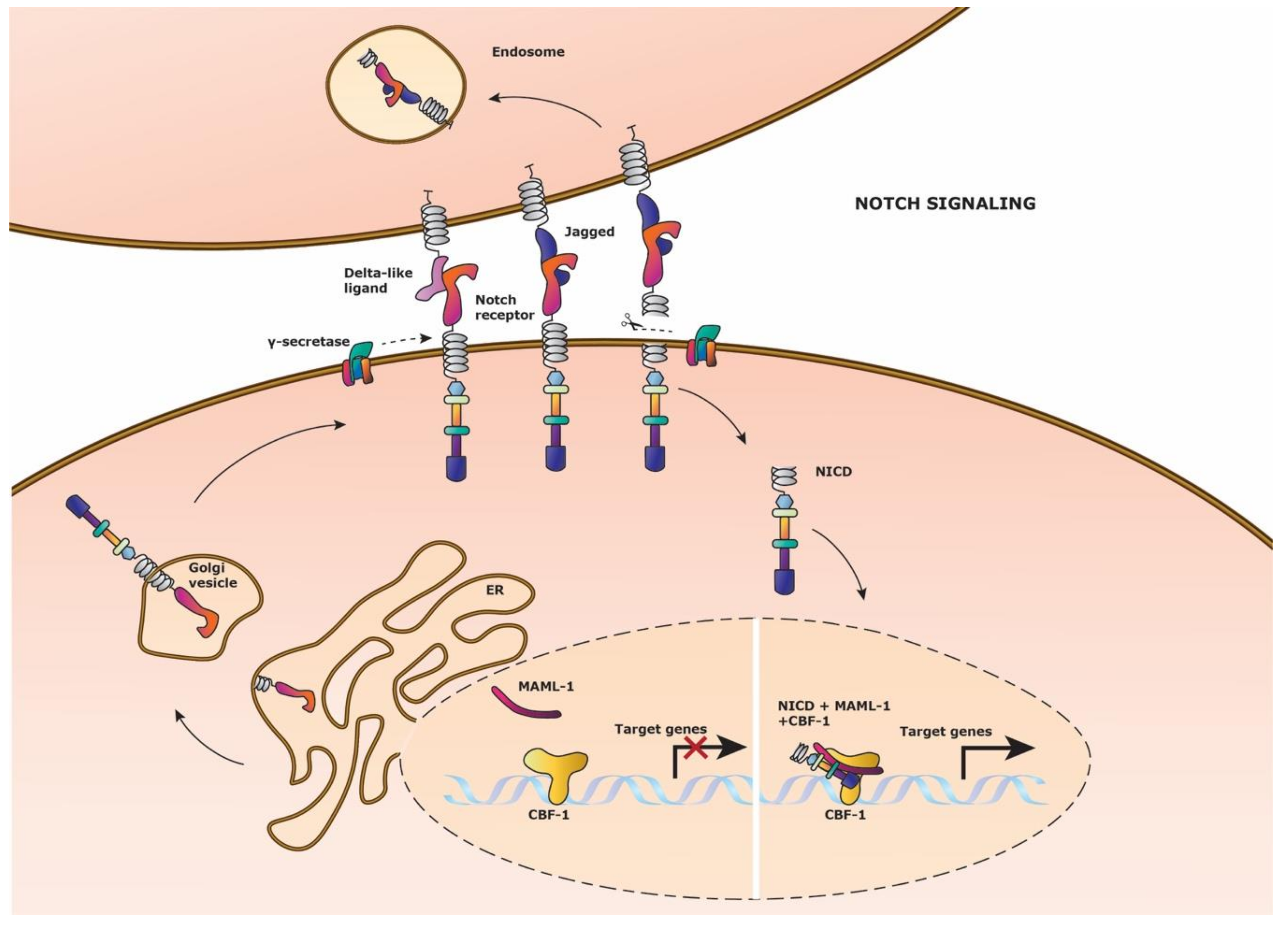 Cells 09 02264 g002 Cells 09 02264 g002