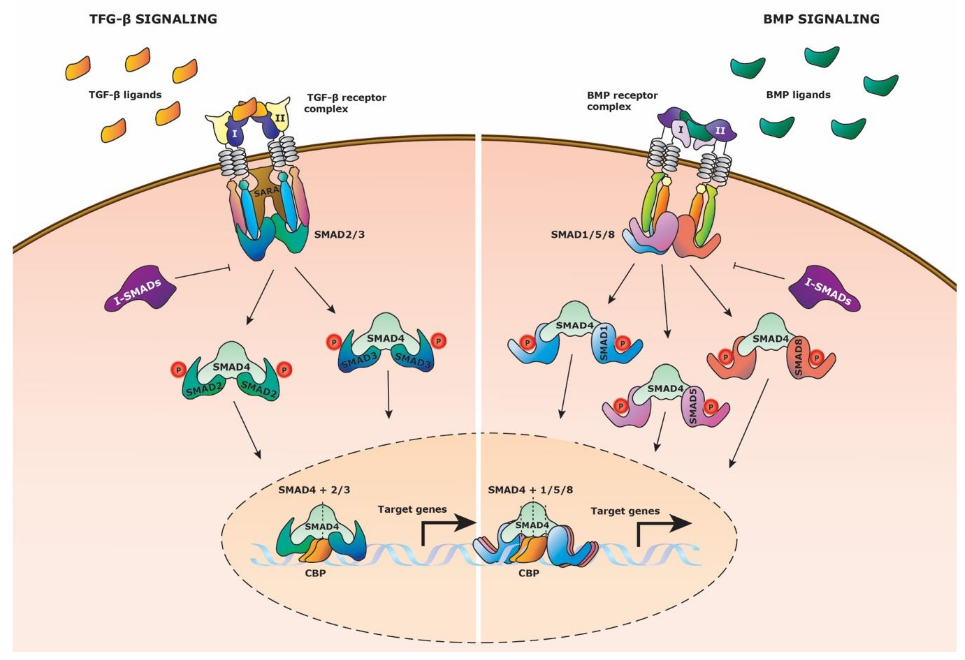 Cells 09 02264 g003 Cells 09 02264 g003