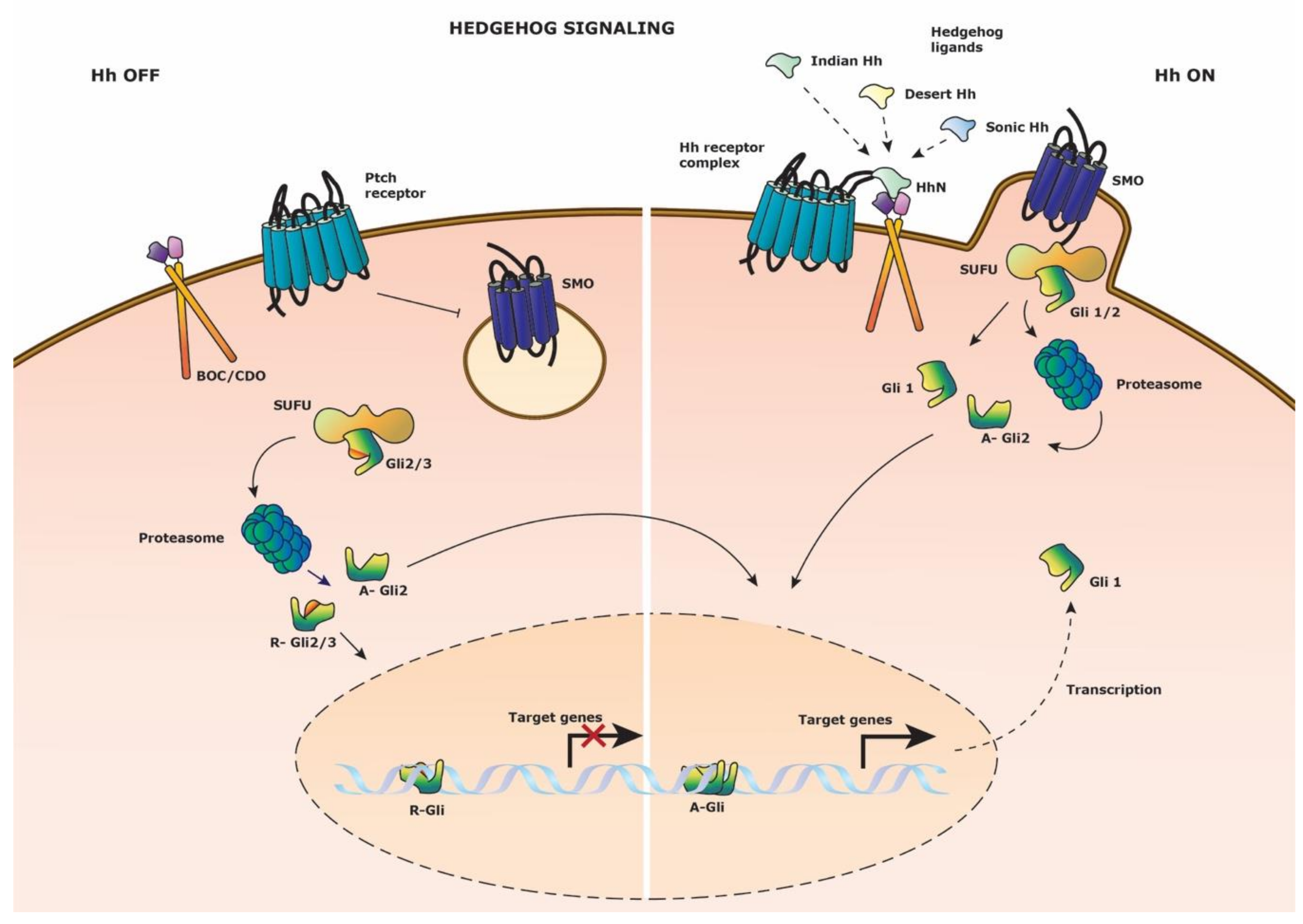 Cells 09 02264 g004 Cells 09 02264 g004