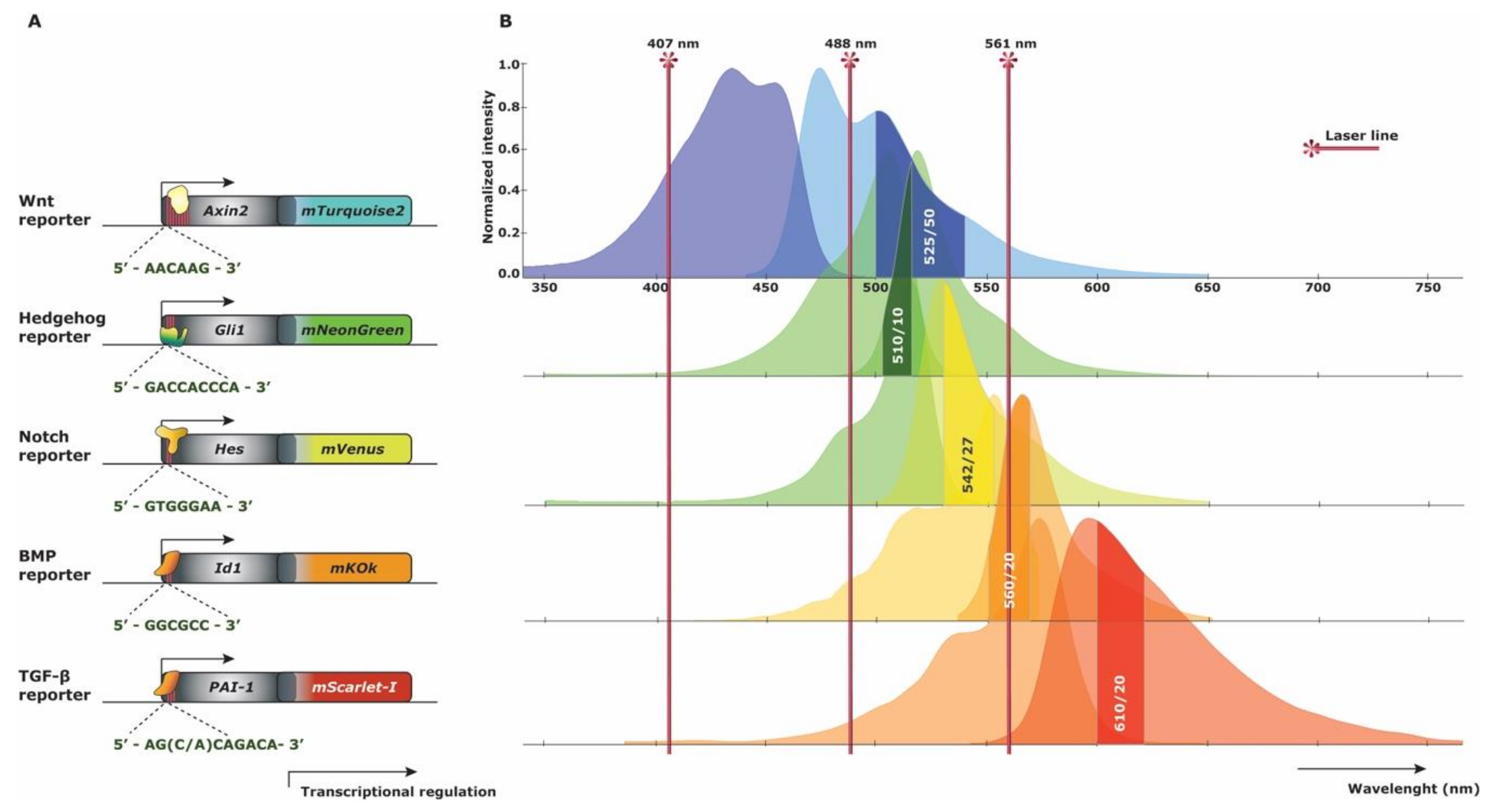 Cells 09 02264 g005 Cells 09 02264 g005