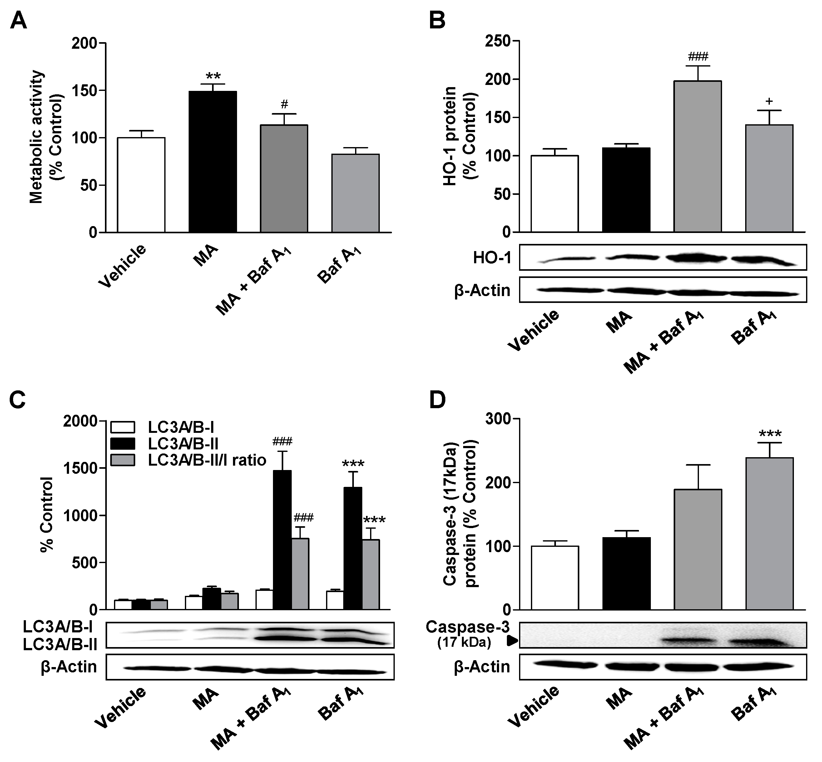 Cells 09 02298 g006 Cells 09 02298 g006