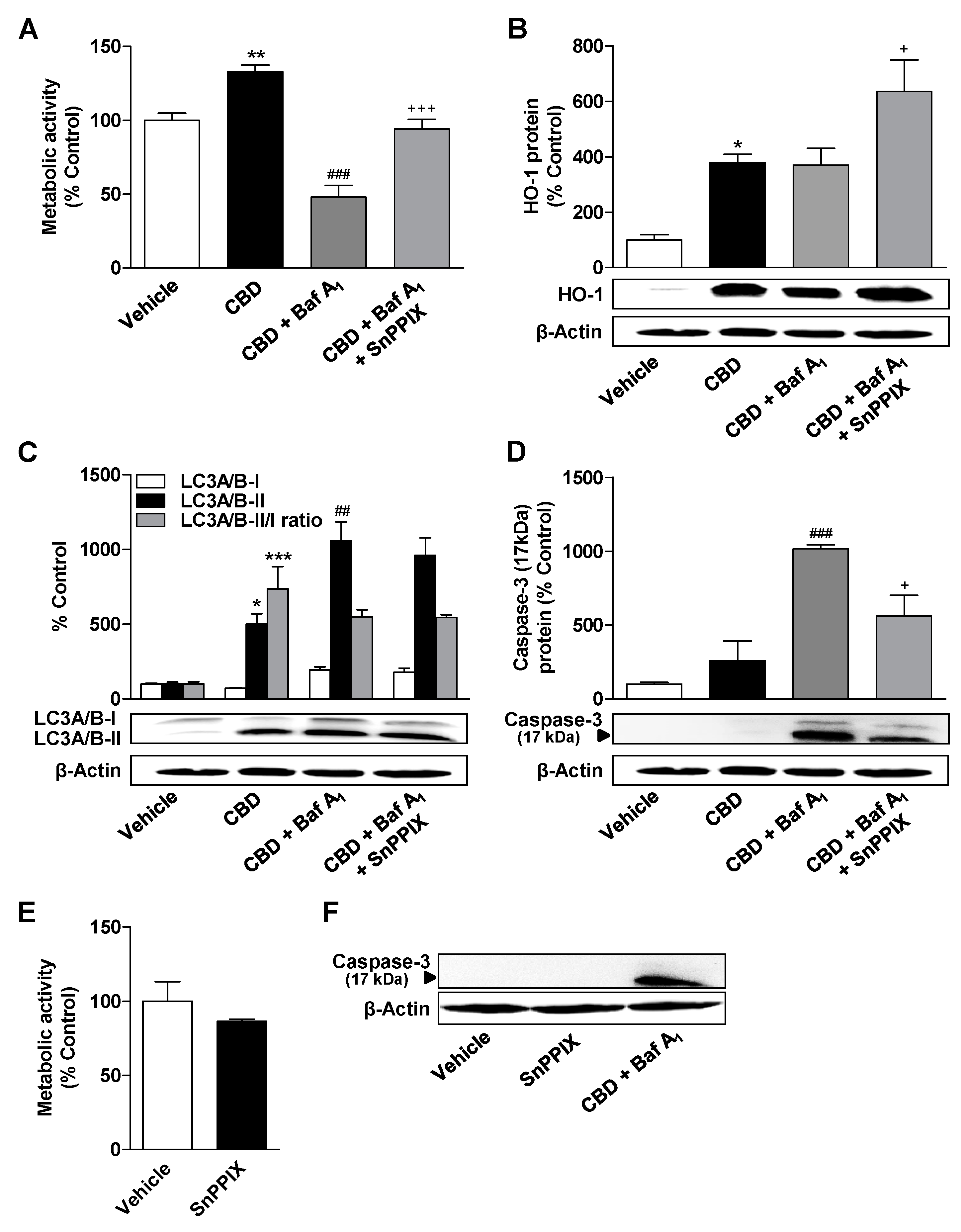 Cells 09 02298 g007 Cells 09 02298 g007
