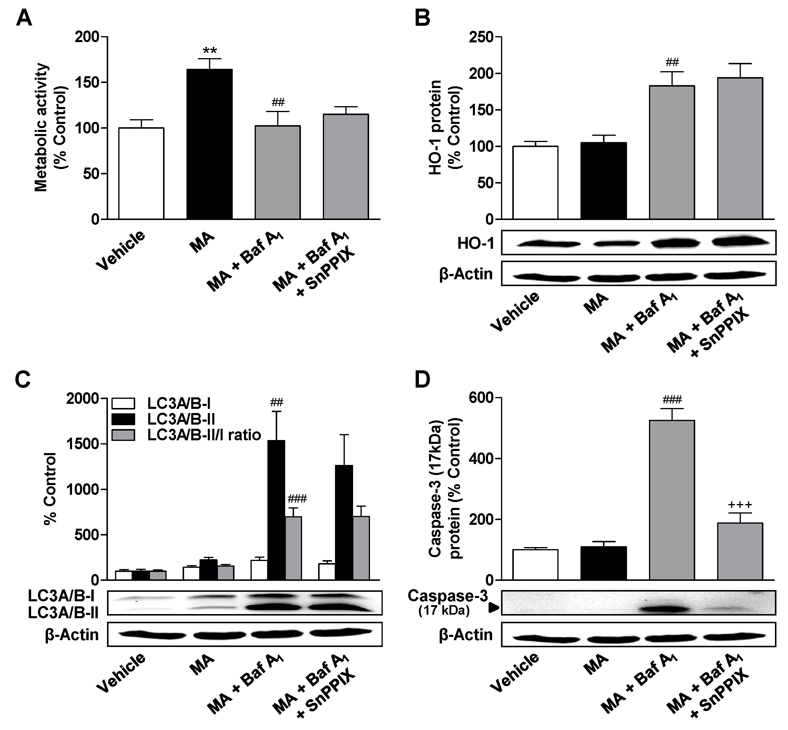 Cells 09 02298 g008 Cells 09 02298 g008