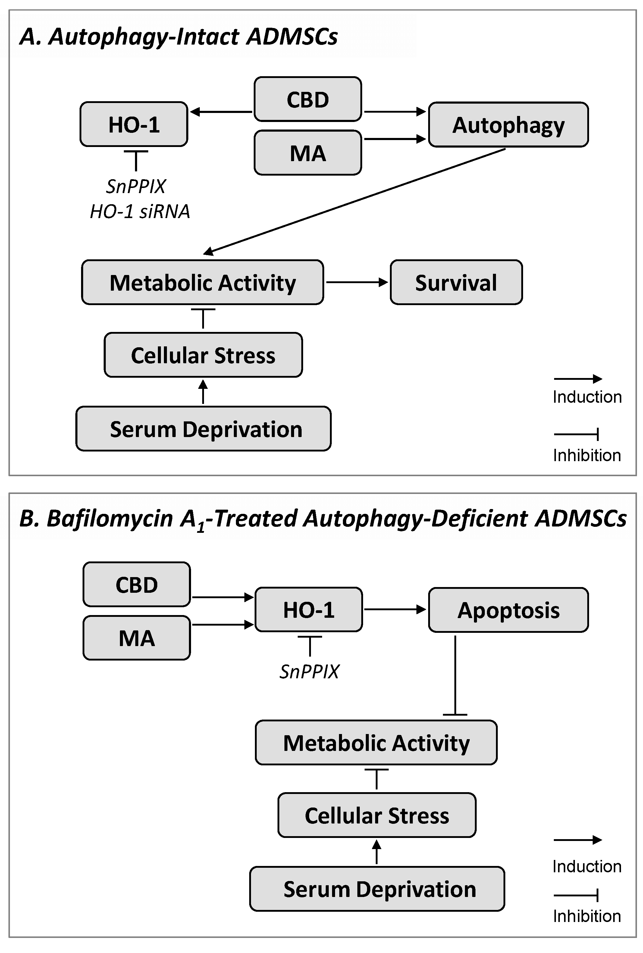 Cells 09 02298 g009 Cells 09 02298 g009