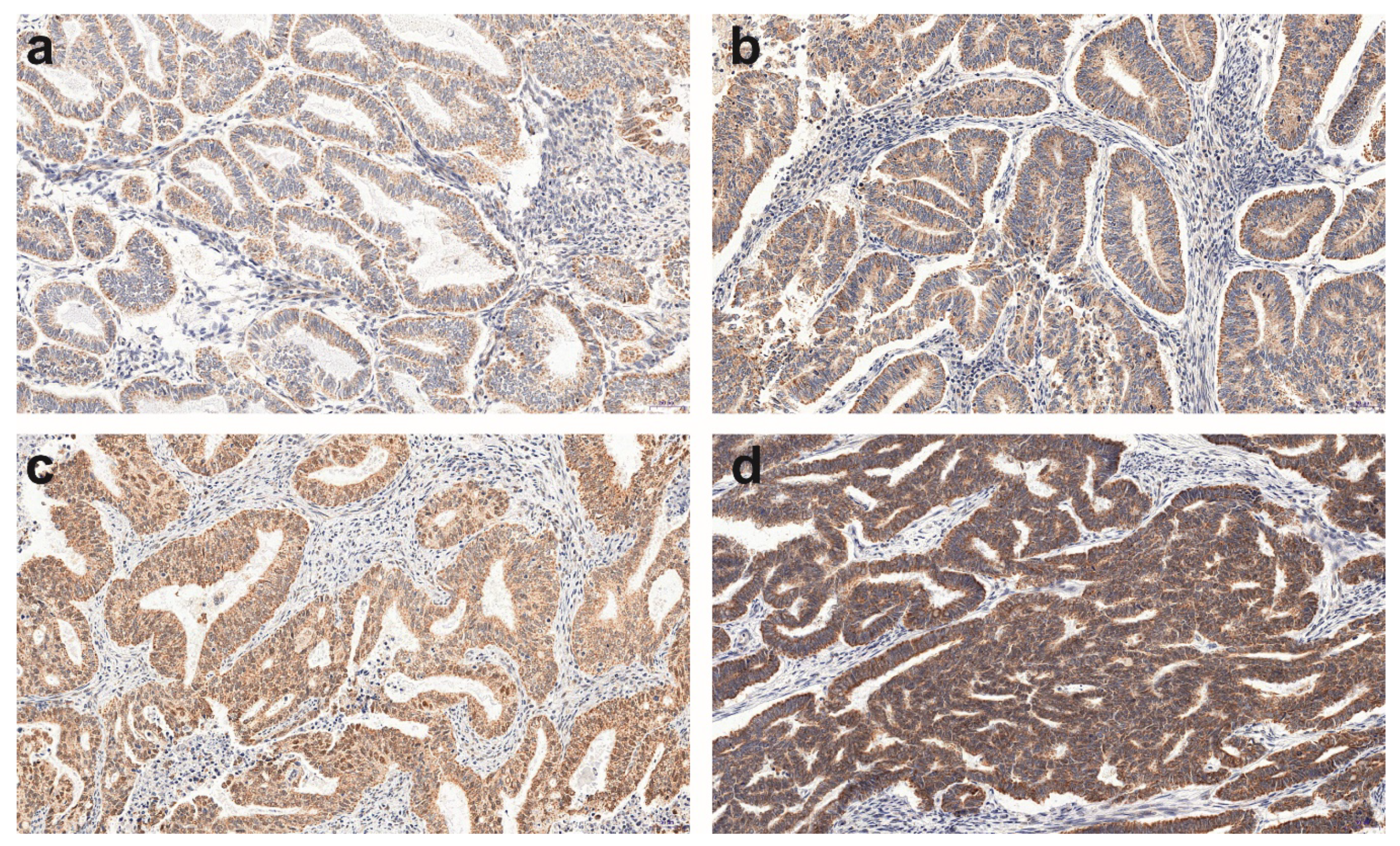 Cells 09 02312 g001 Cells 09 02312 g001