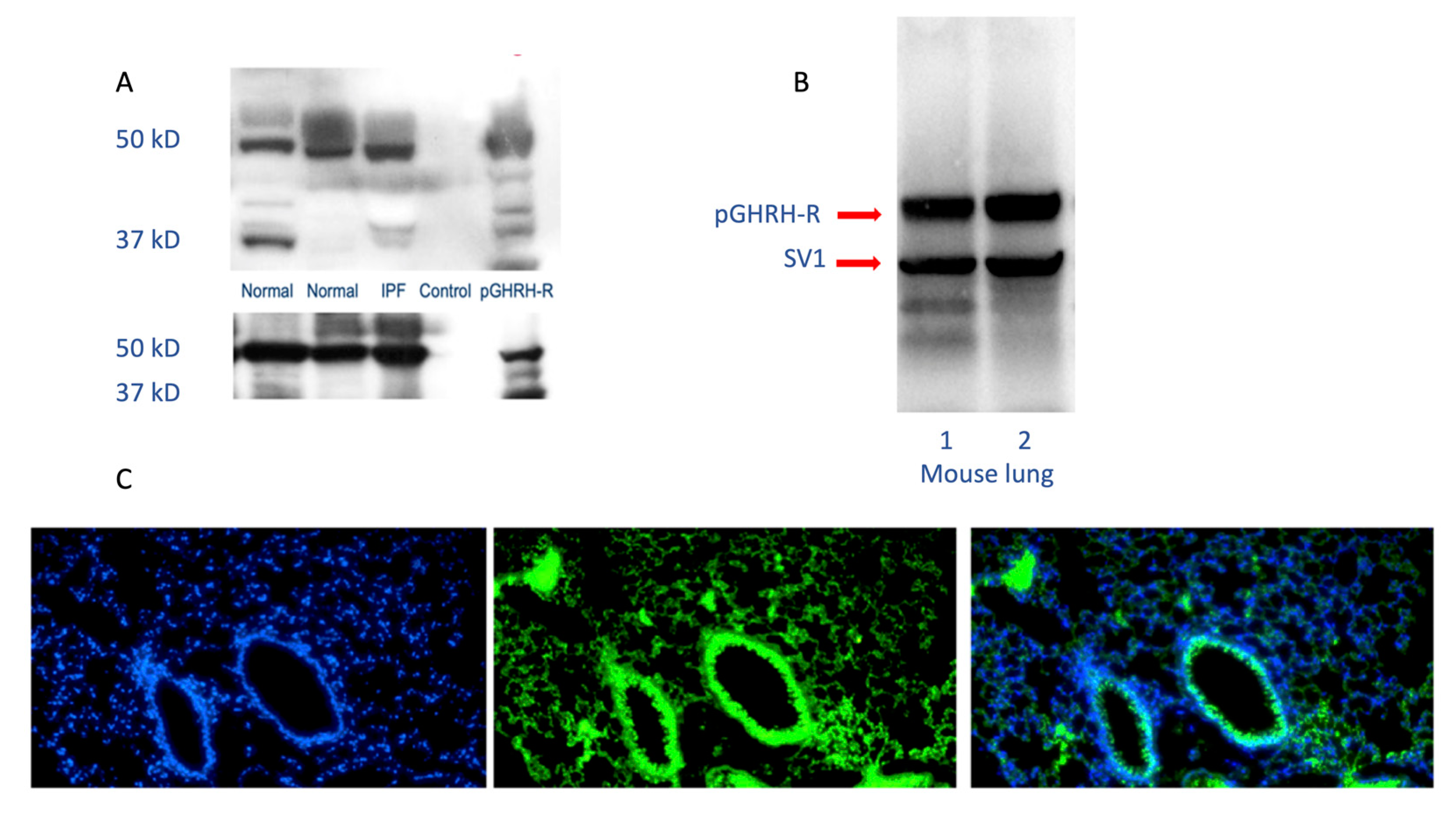 Cells 09 02331 g001 Cells 09 02331 g001