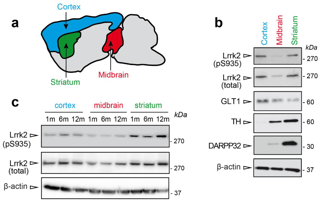 Cells 09 02344 g001 Cells 09 02344 g001