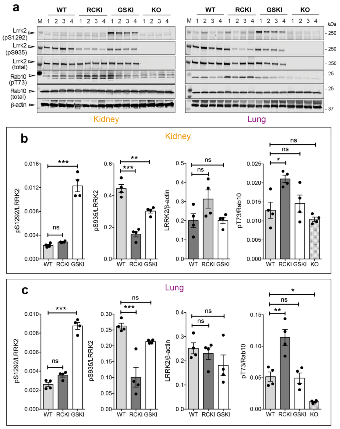 Cells 09 02344 g003 Cells 09 02344 g003