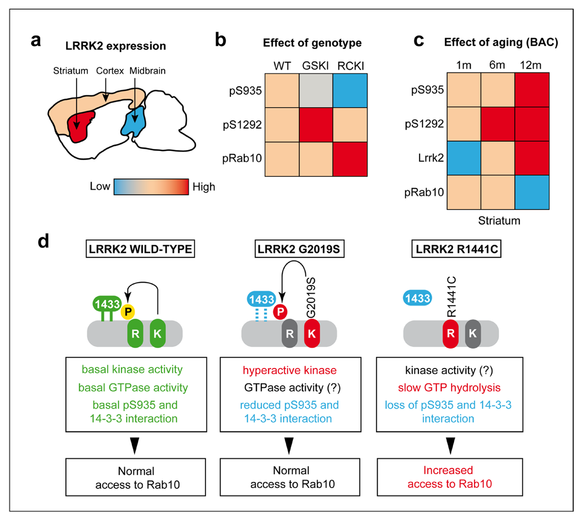 Cells 09 02344 g006 Cells 09 02344 g006