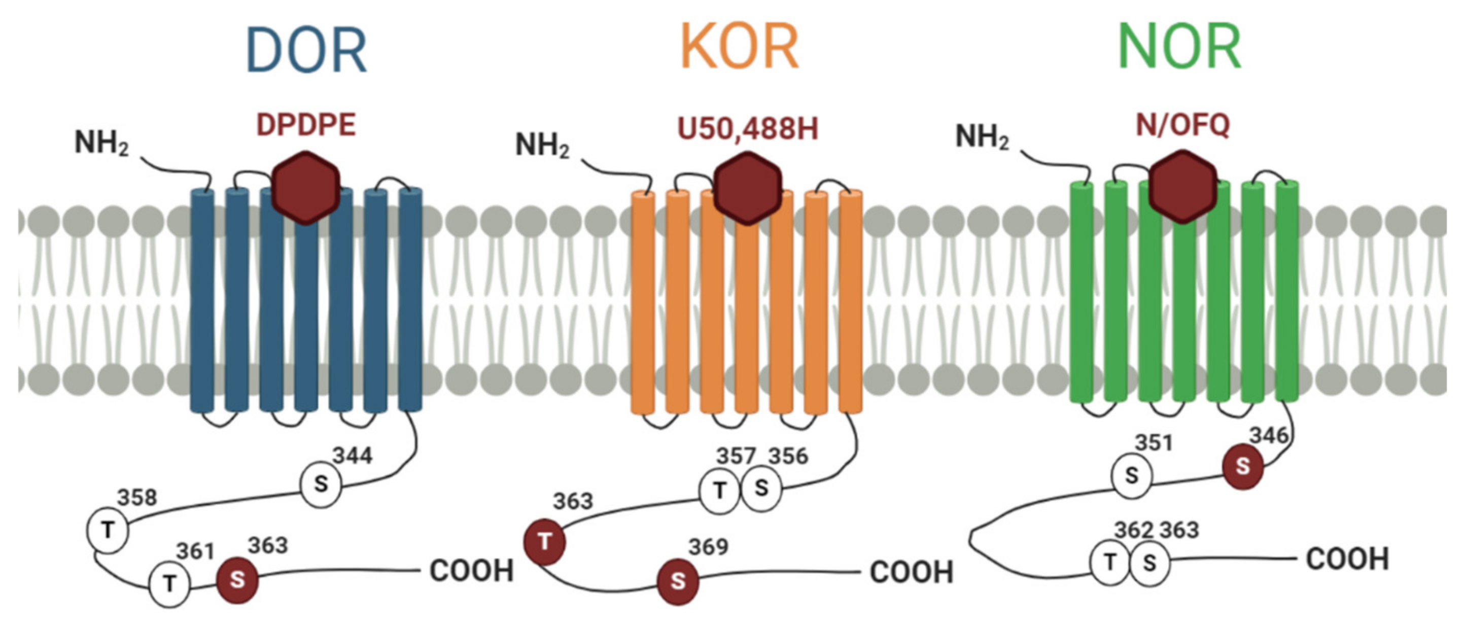 Cells 09 02400 g002 Cells 09 02400 g002