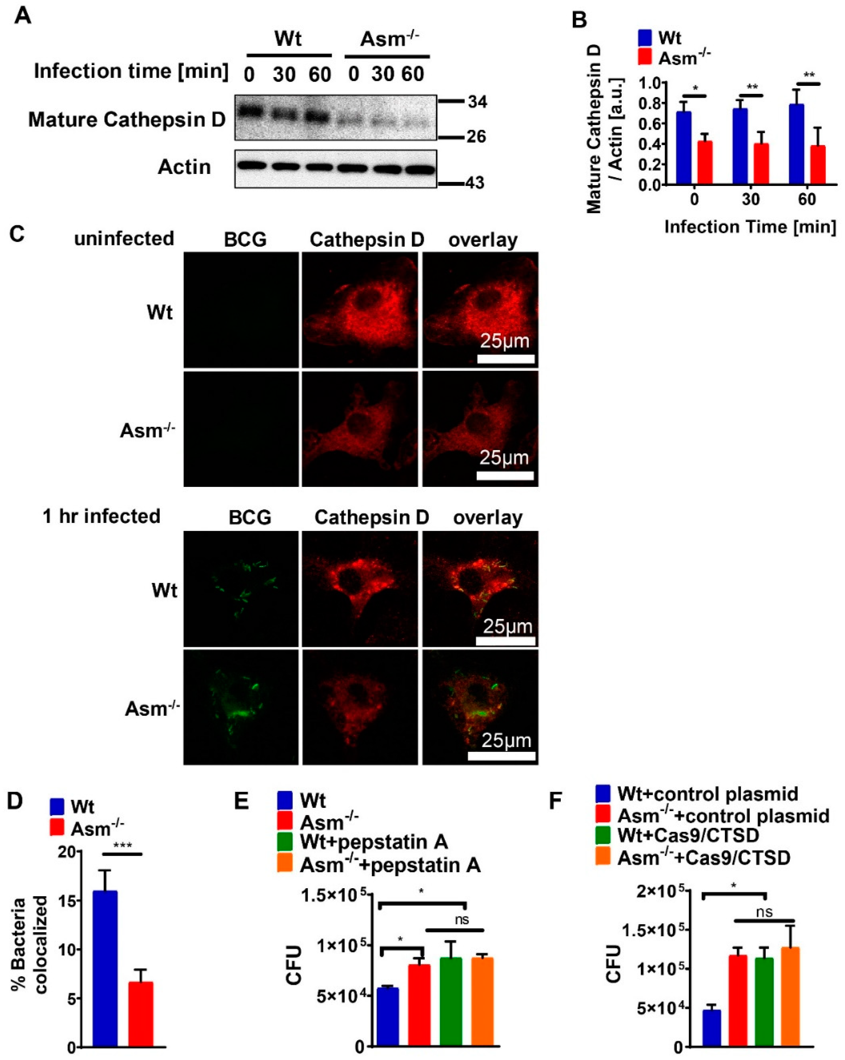 Cells 09 02406 g003 Cells 09 02406 g003