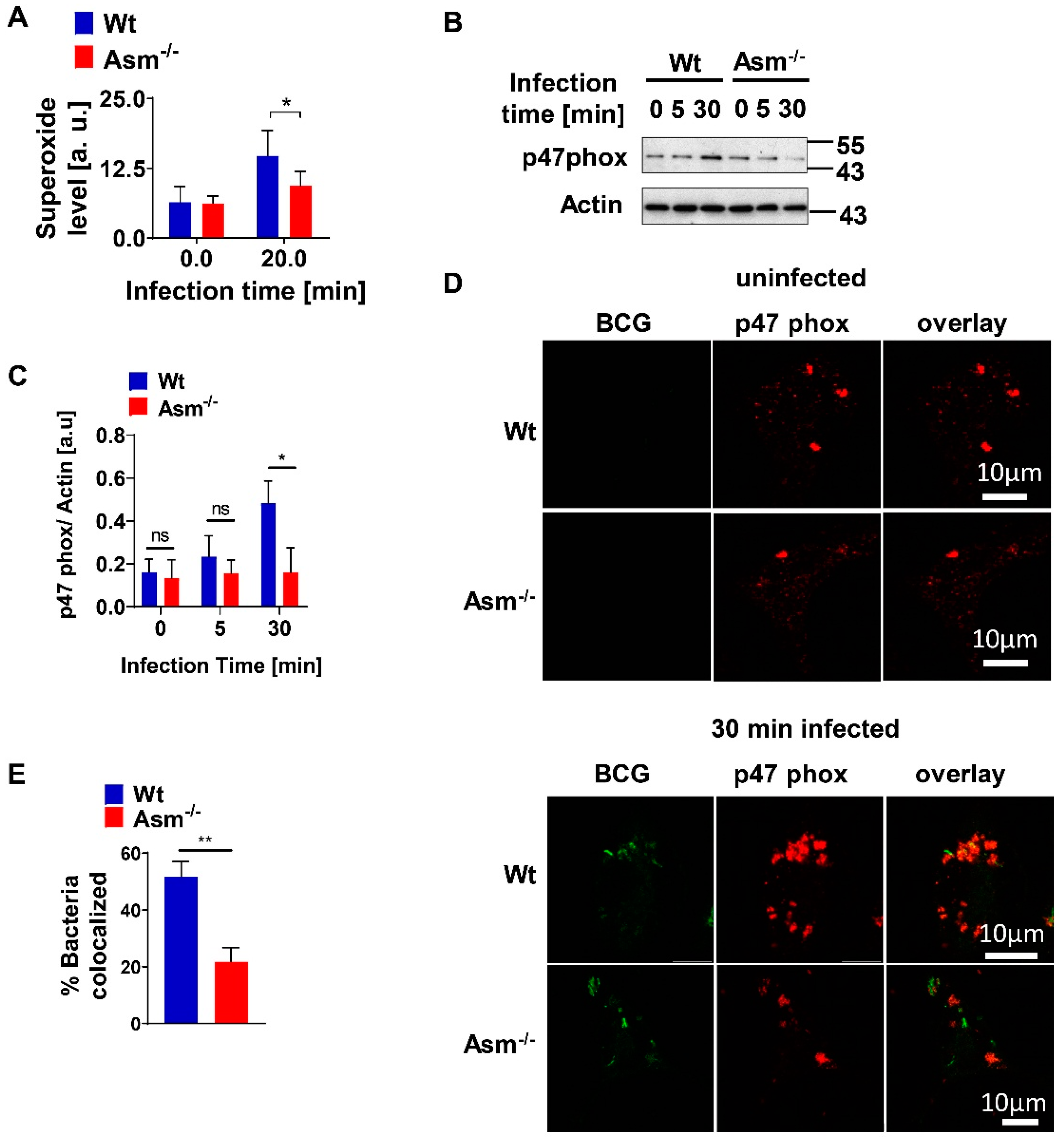 Cells 09 02406 g004 Cells 09 02406 g004