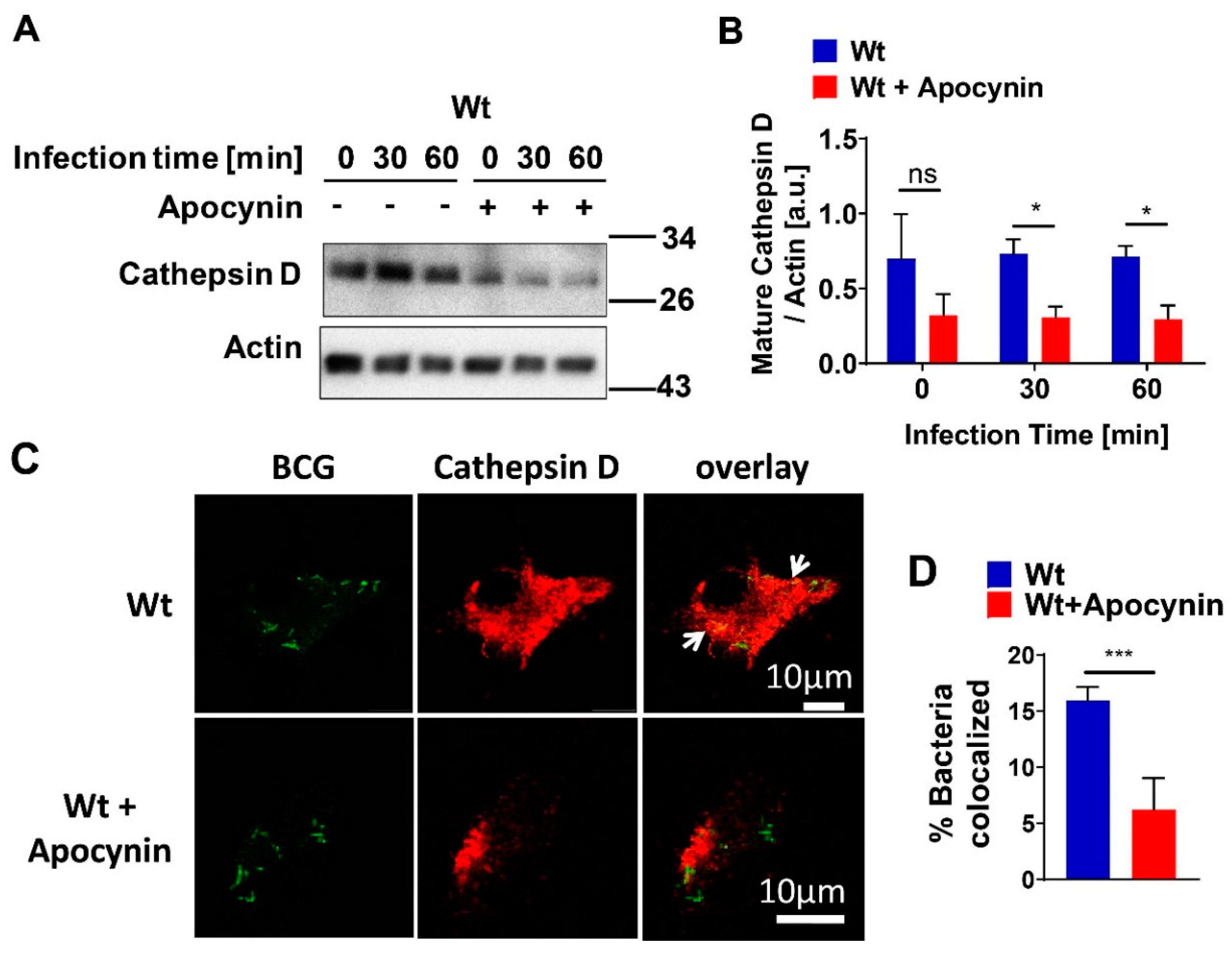 Cells 09 02406 g005 Cells 09 02406 g005