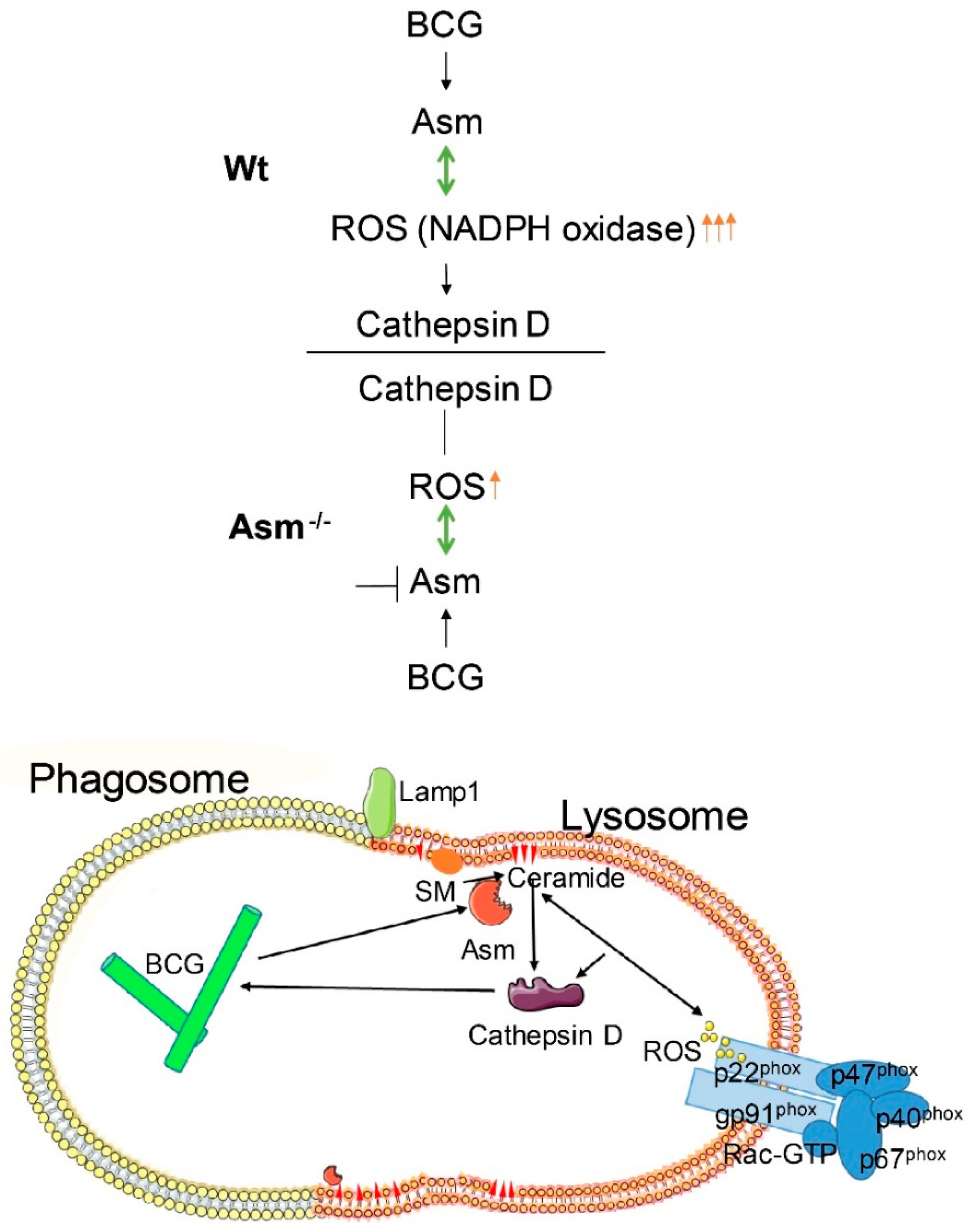 Cells 09 02406 g008 Cells 09 02406 g008