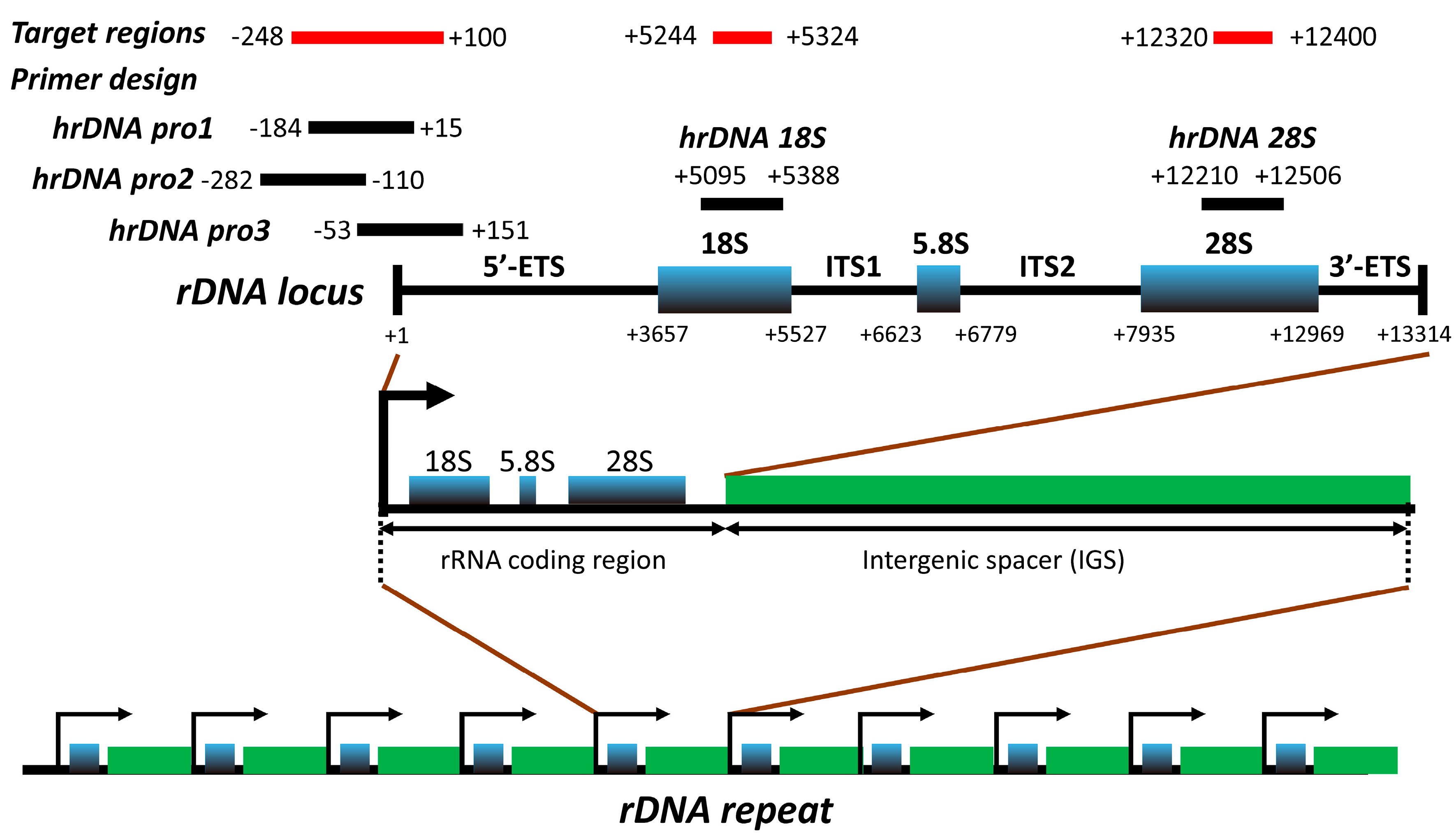 Cells 09 02409 g001 Cells 09 02409 g001