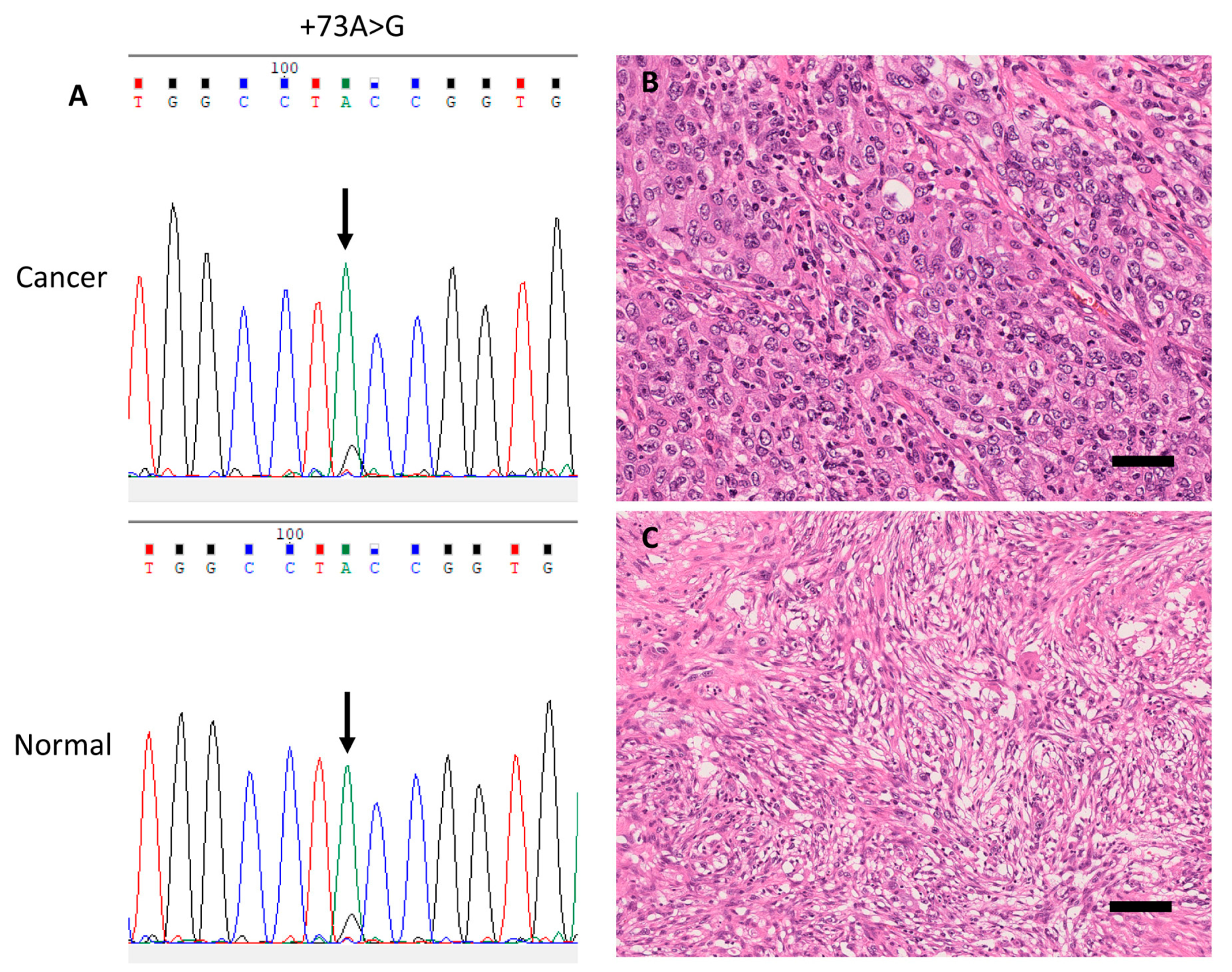 Cells 09 02409 g004 Cells 09 02409 g004