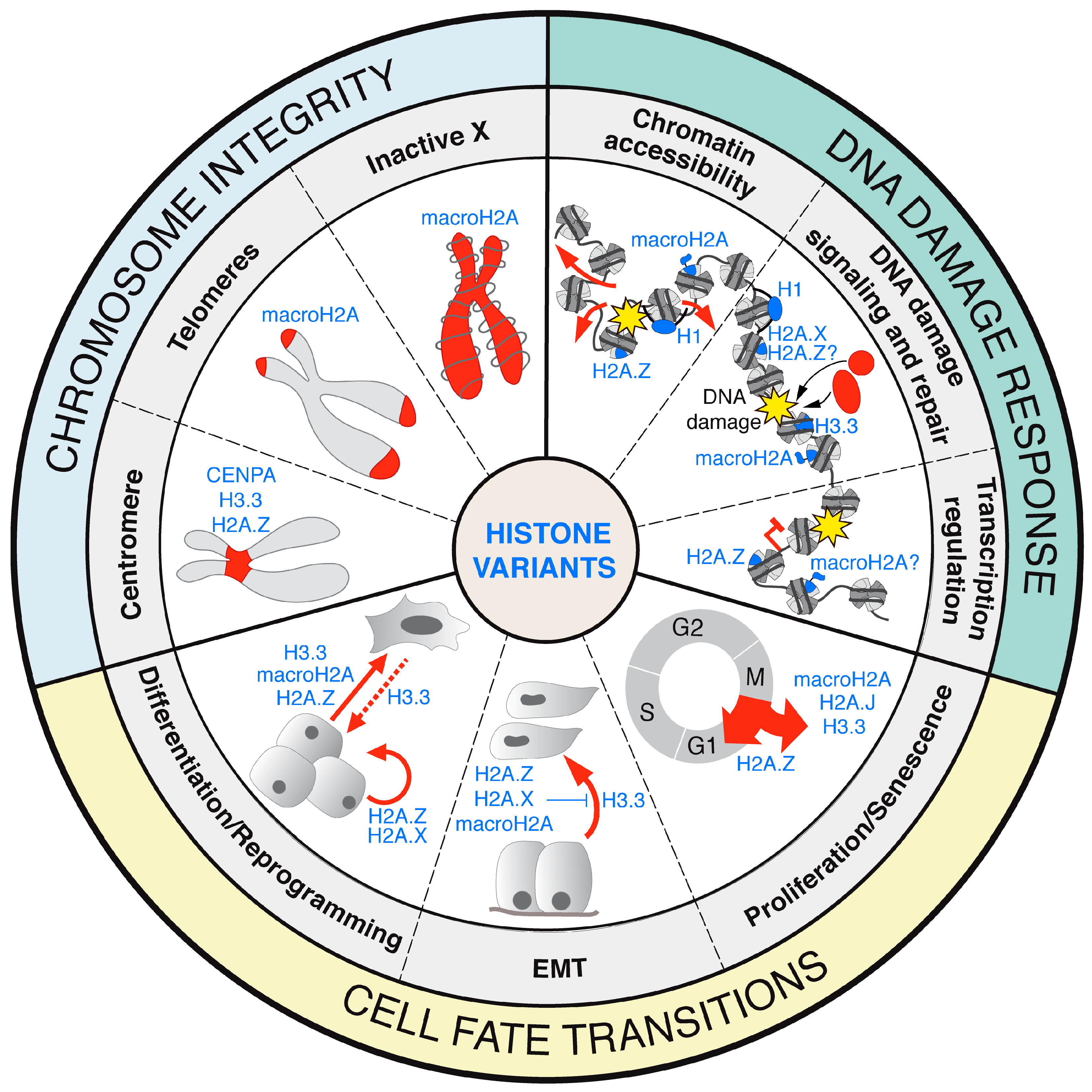 Cells 09 02424 g001 Cells 09 02424 g001
