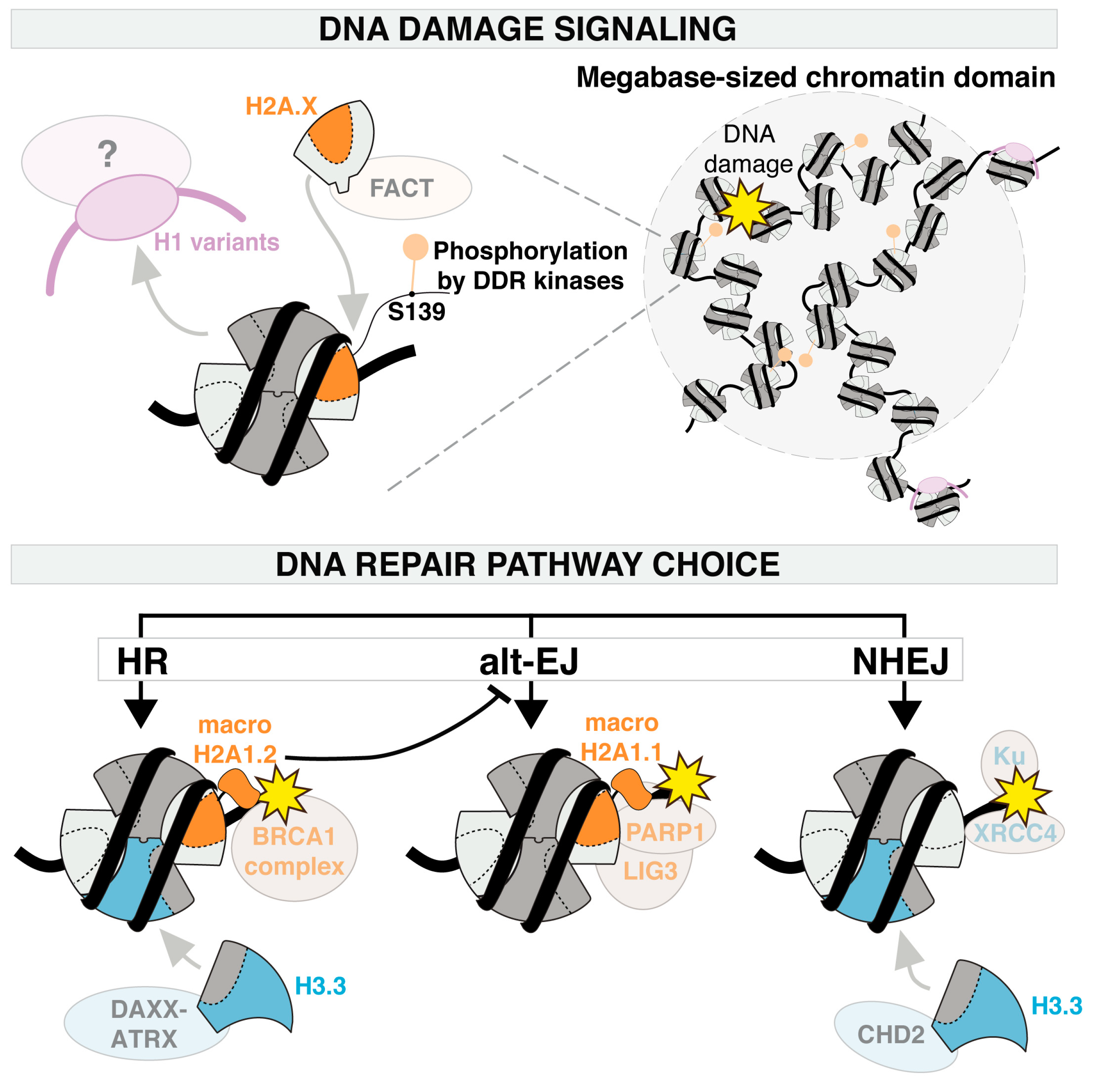 Cells 09 02424 g003 Cells 09 02424 g003