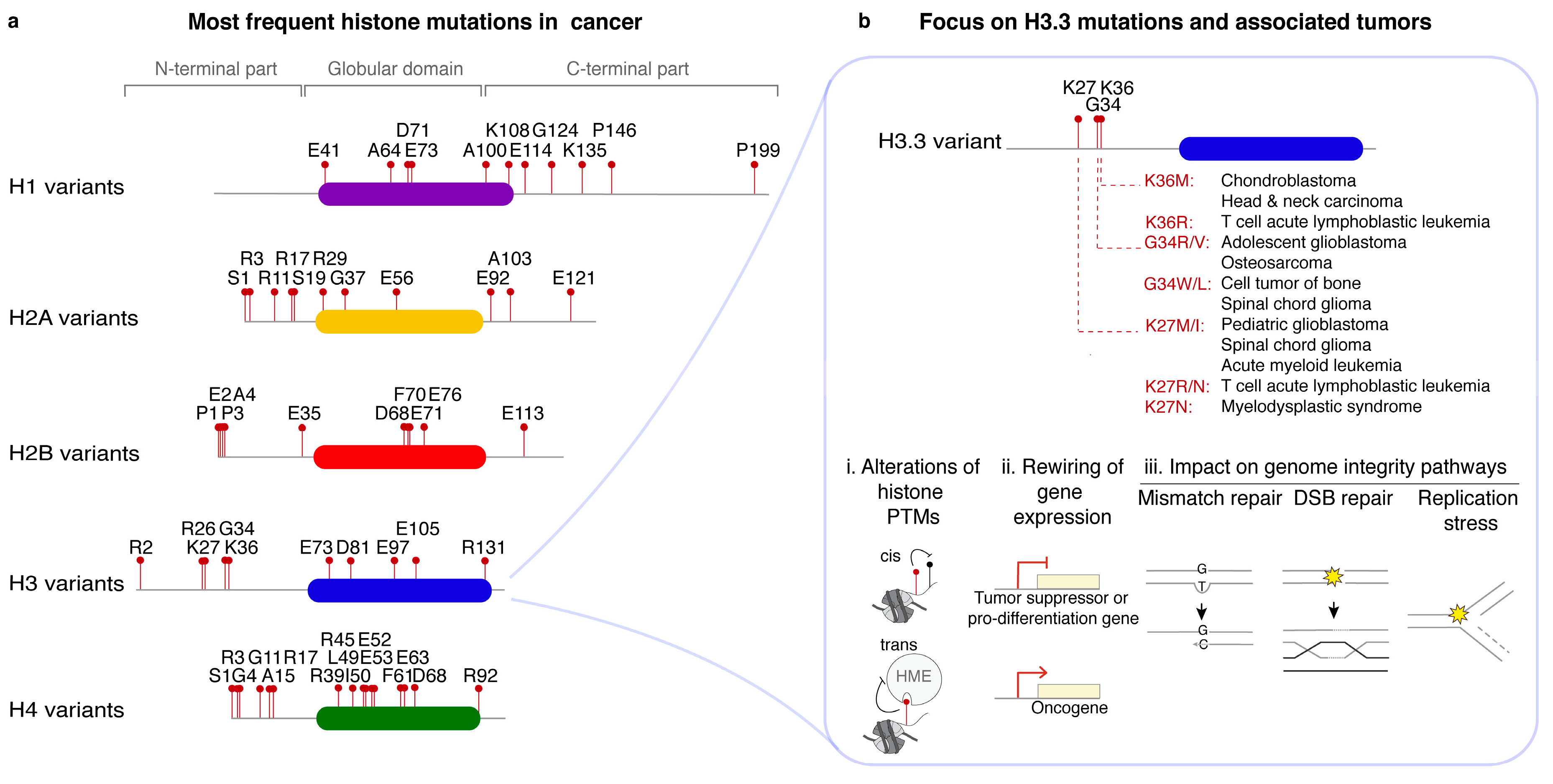 Cells 09 02424 g004 Cells 09 02424 g004