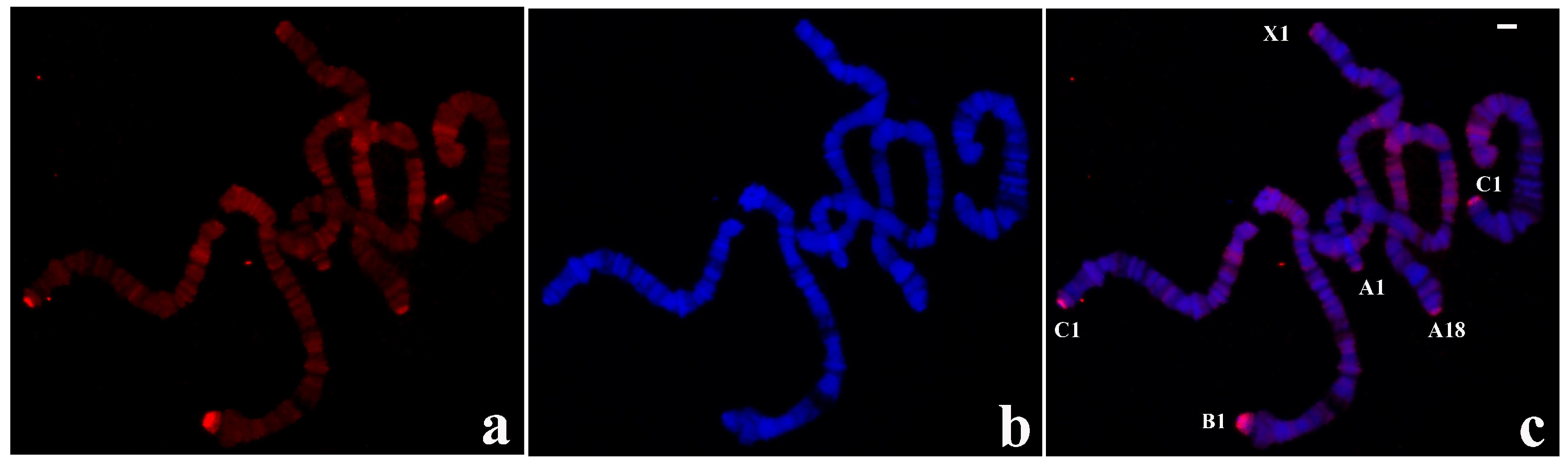 Cells 09 02425 g003 Cells 09 02425 g003